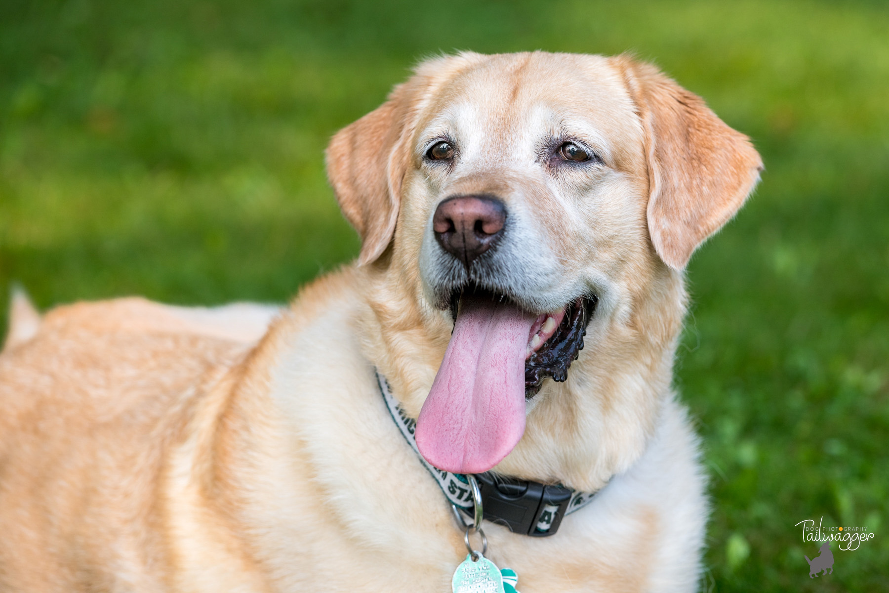 A headshot of a yellow lab named Stella. 