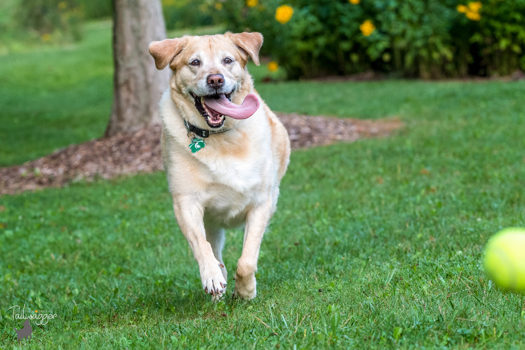 A yellow lab chased her tennis ball on the grass. 