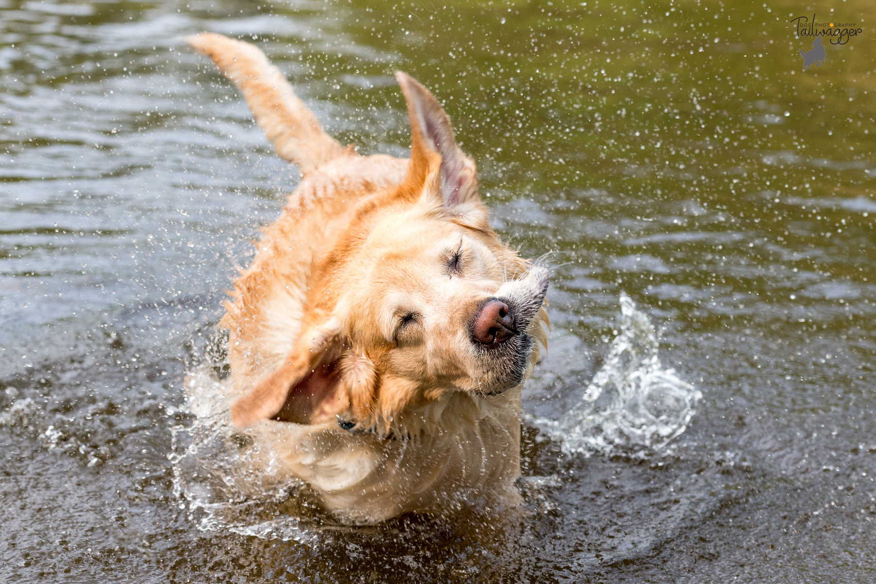 A yellow lab shaking after she gets out of the water. 