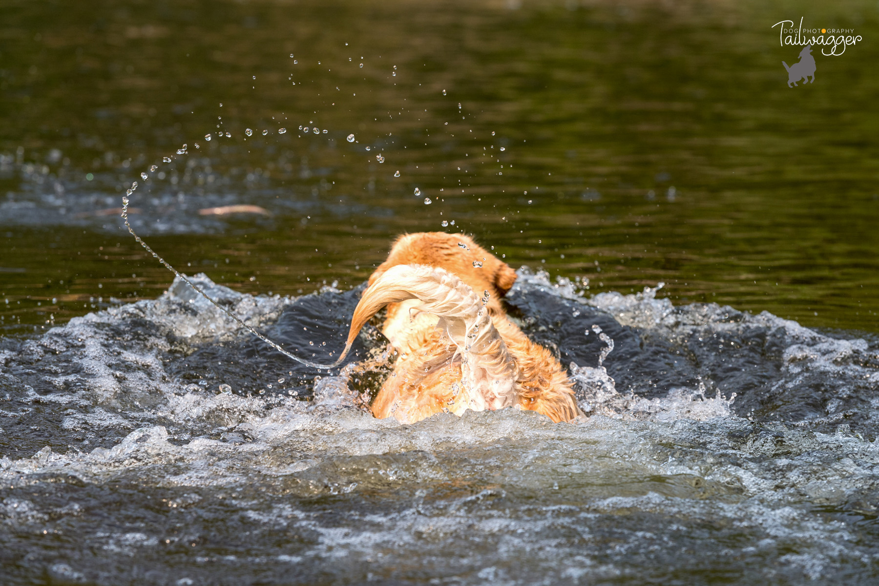 A yellow lab chasing after her stick in the river. 