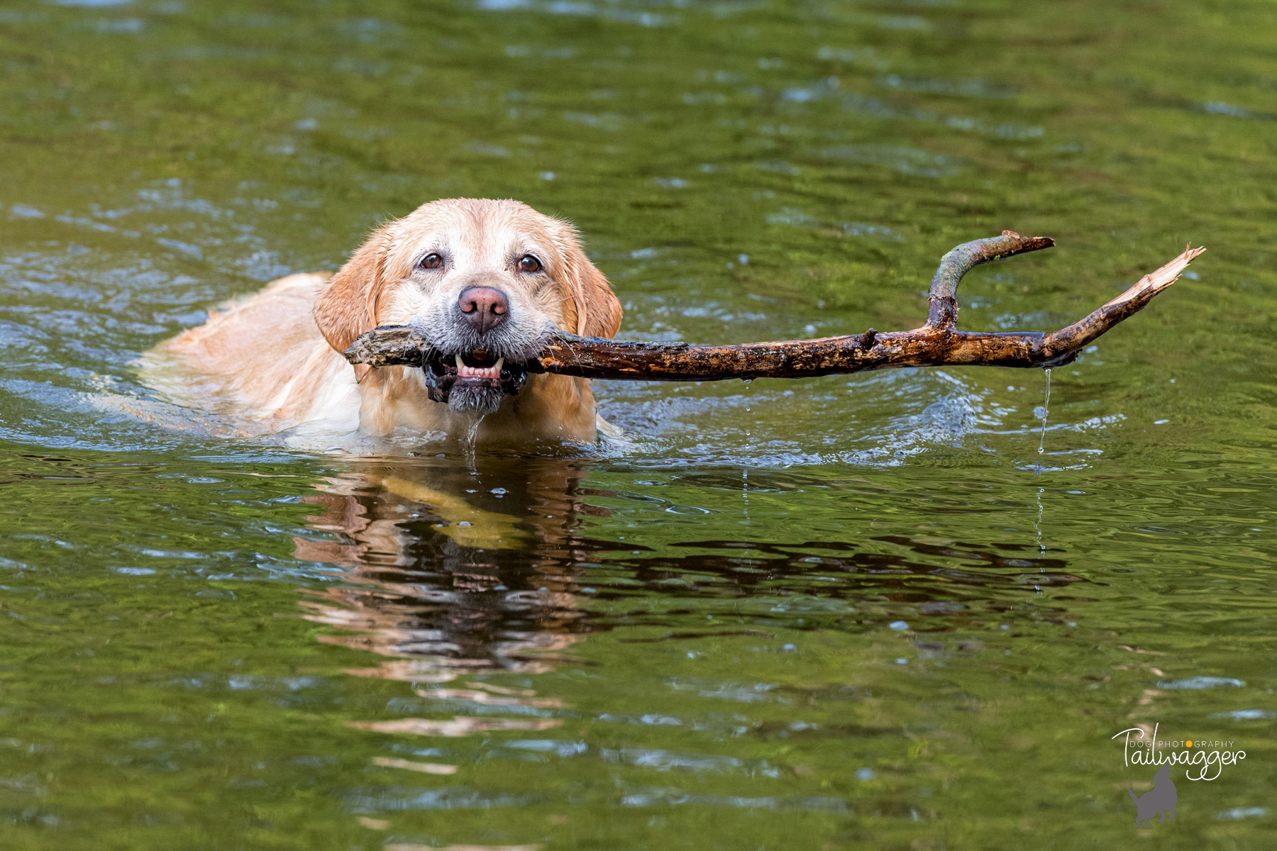 A yellow lab retrieving a stick from the water. 