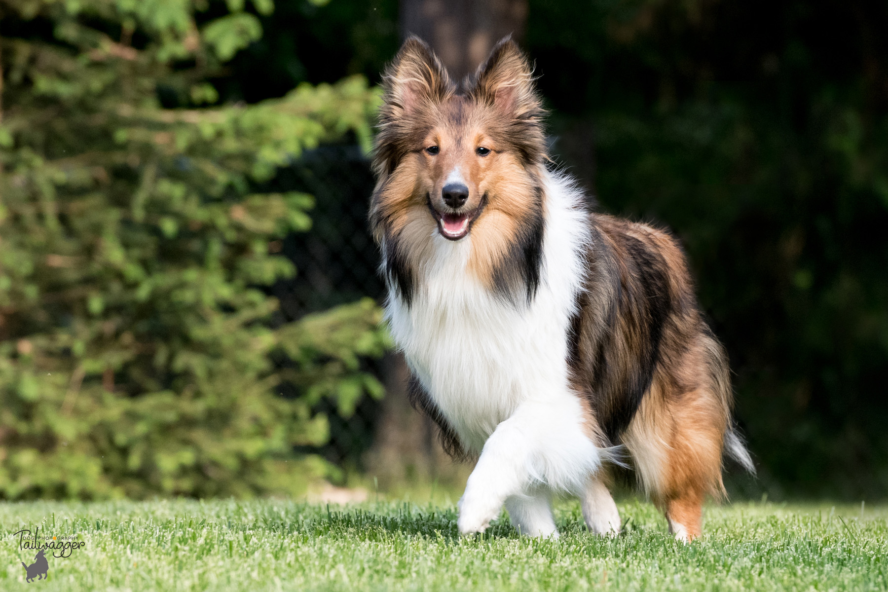 A 1 year old female Sheltie walking across the lawn. 