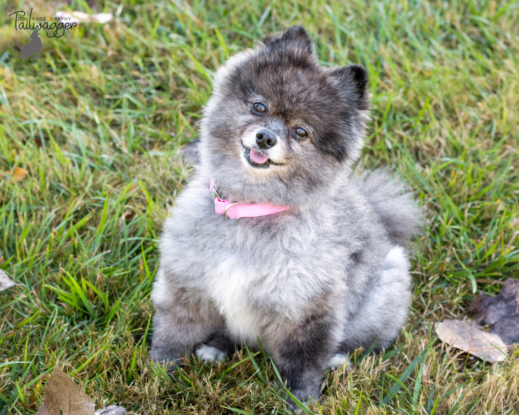 A gray Pomeranian smiles up into the camera. 