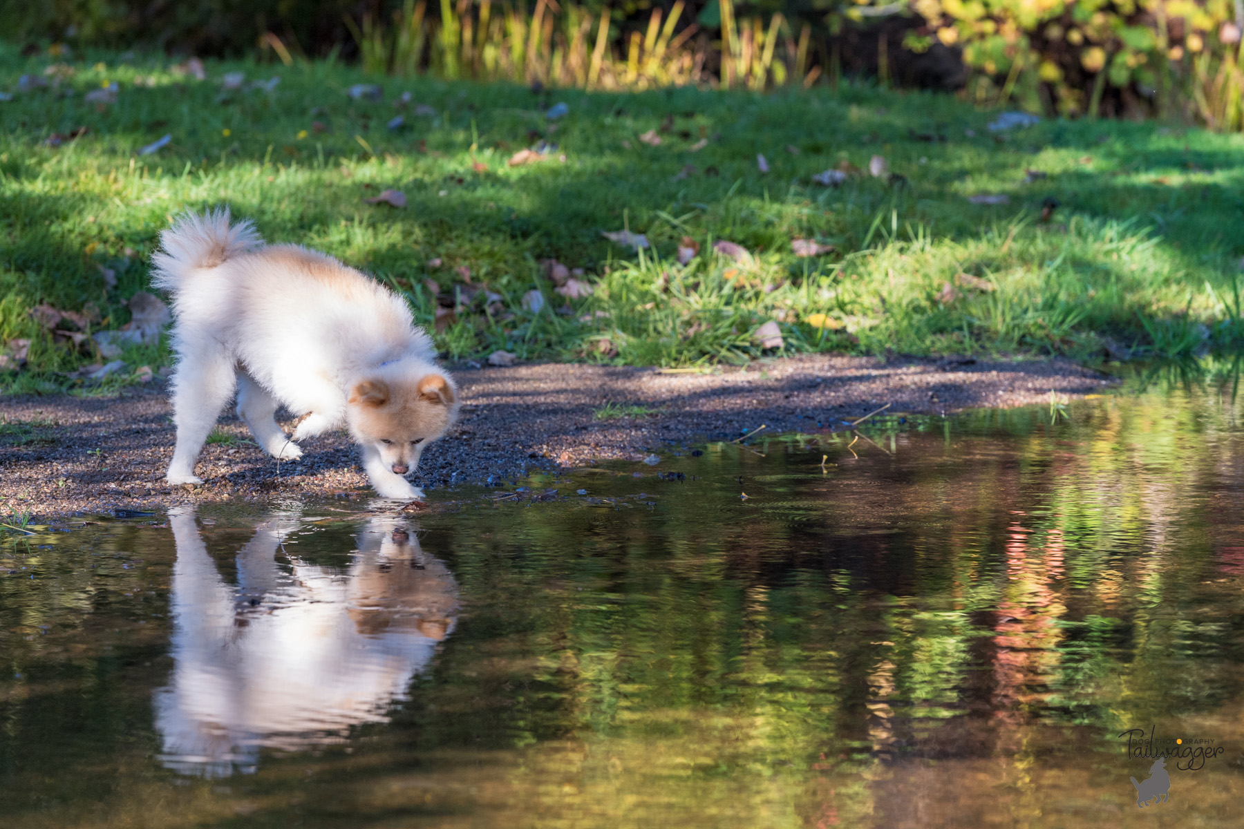 A blond Pomeranian looks at his reflection in the stream. 