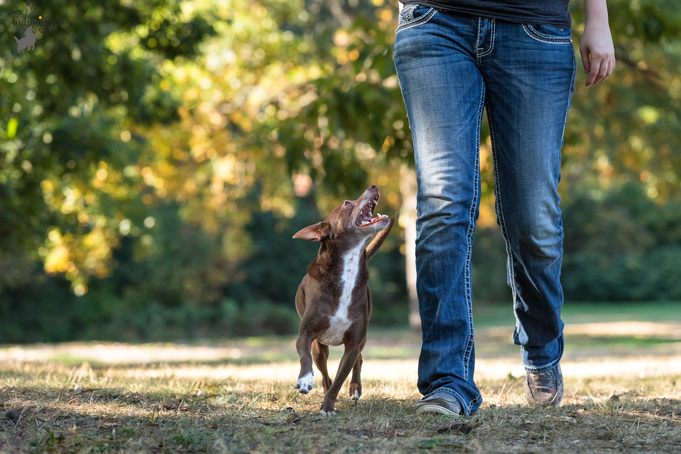 A Chihuahua mix walks next to his owner at the park. 