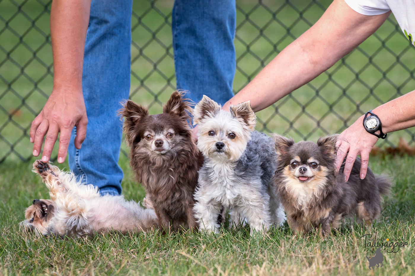 Four dogs line up to have their portrait taken, but one does not cooperate.
