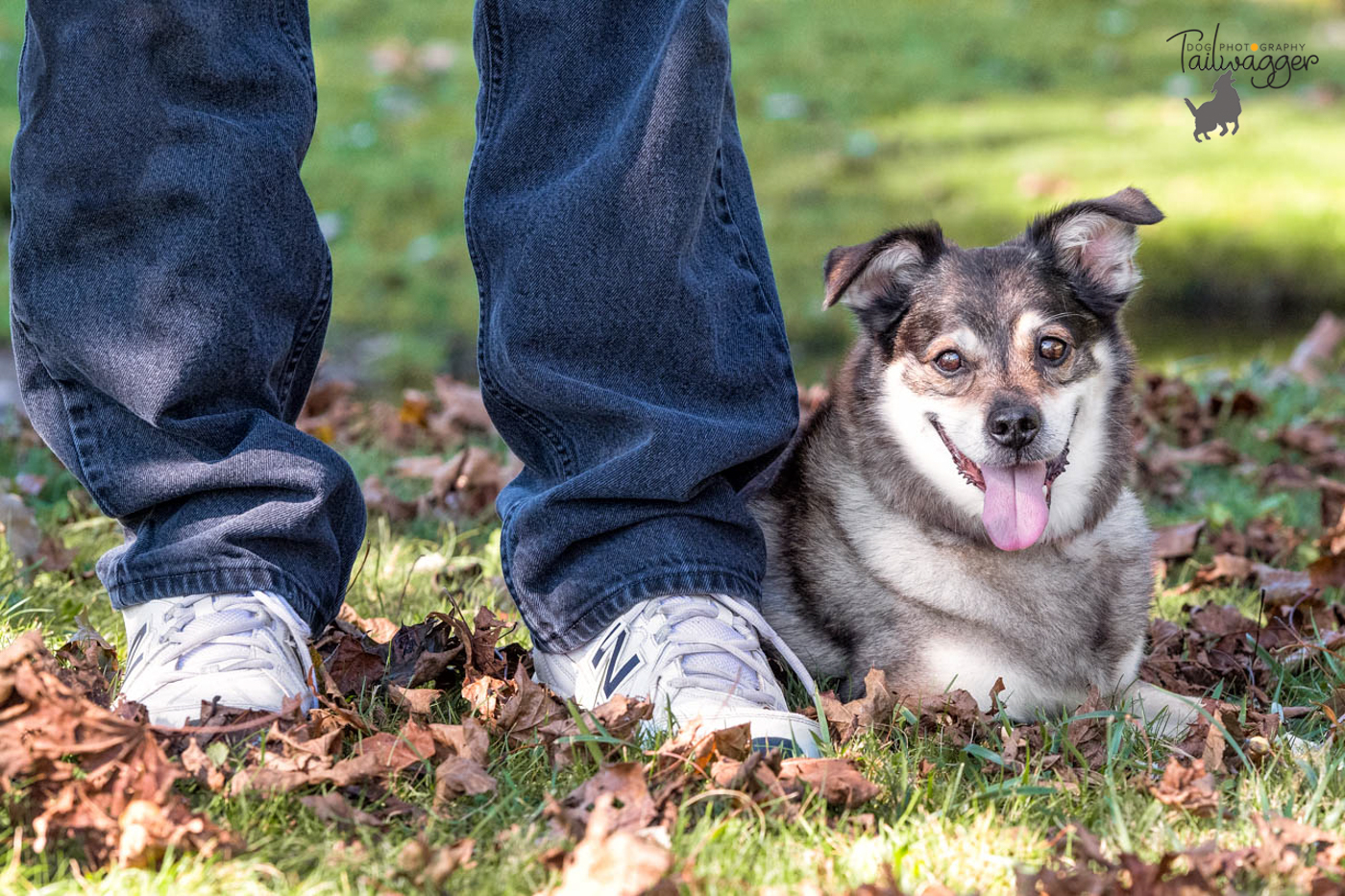 A mid-sized mized dog lies next to his owner.