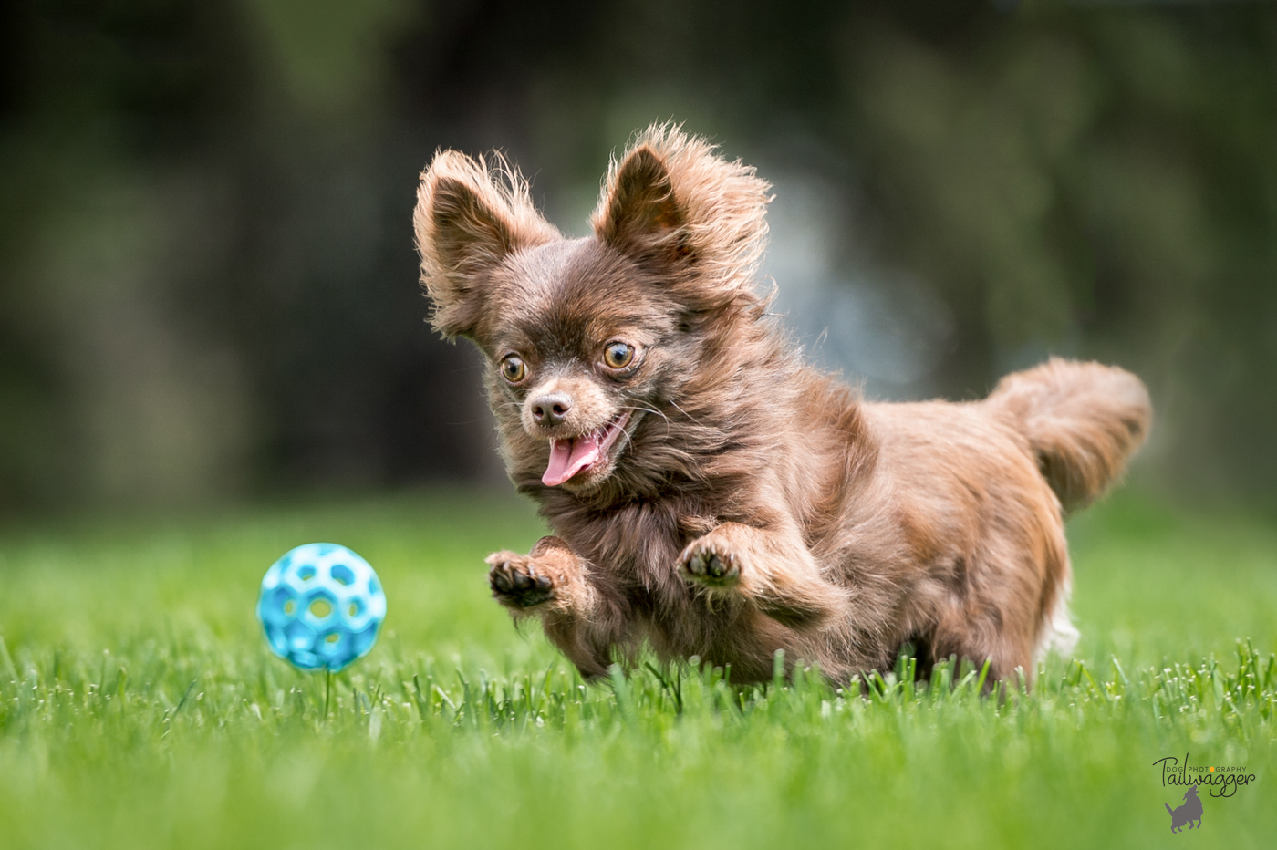 A Chihuahua chases after his blue ball.