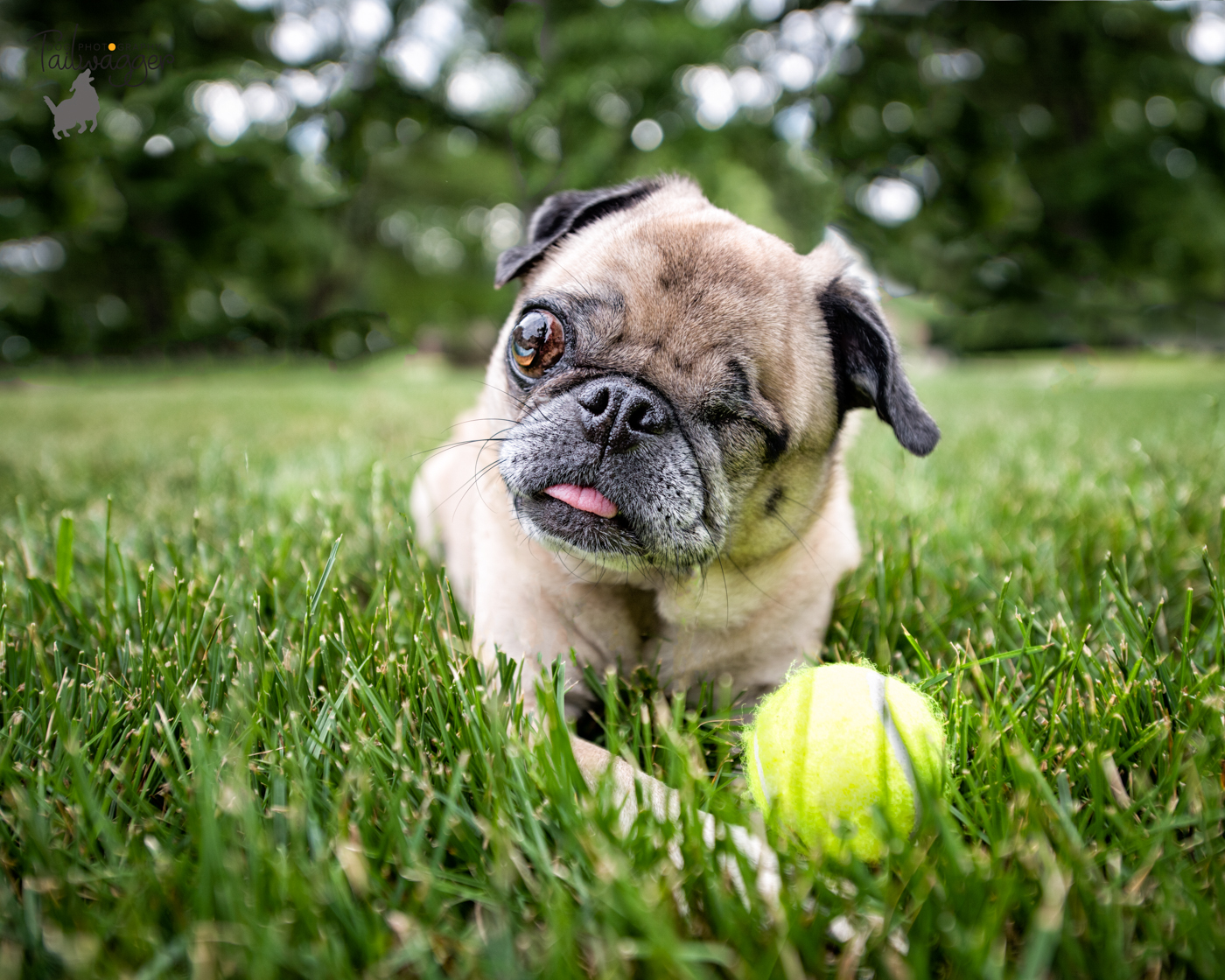 A one-eyed pug lies in the grass with her tennis ball. 