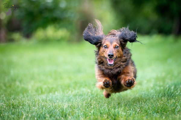 A long-haired Dachshund running photographed with all four feet off the ground.