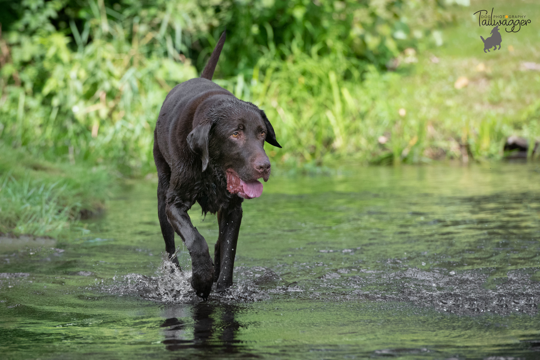 A chocolate Lab strolls through the stream at McCourtie Park.