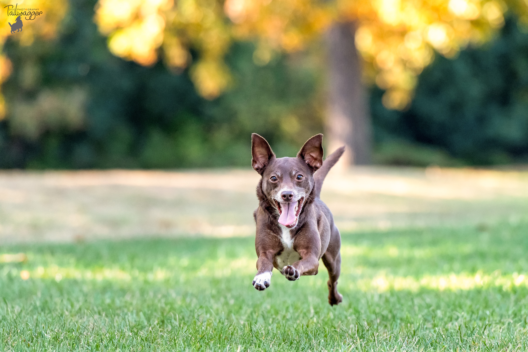 A Chihuahua mix gets airborne as he runs at the Cascades Park in Jackson, MI.