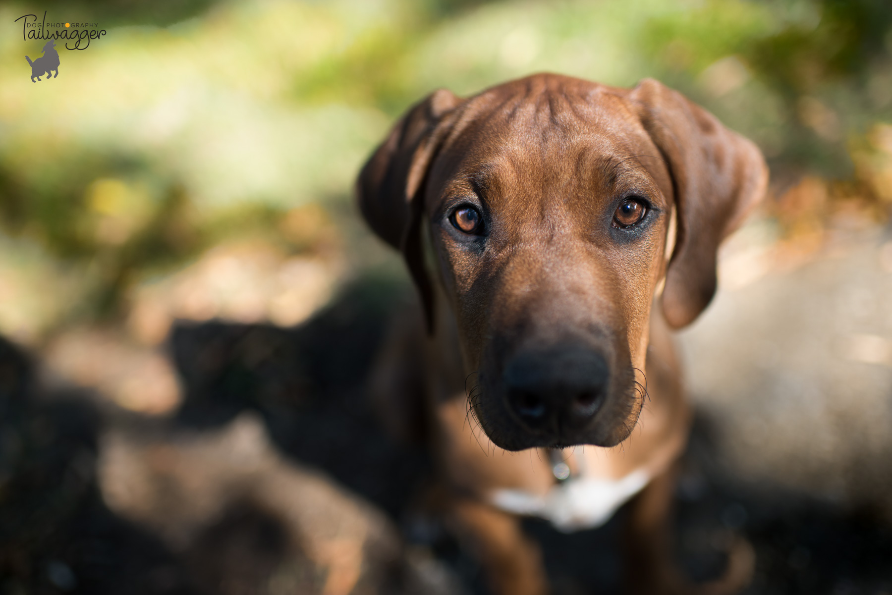 A Rhodesian Ridgeback puppy stares up into the camera.