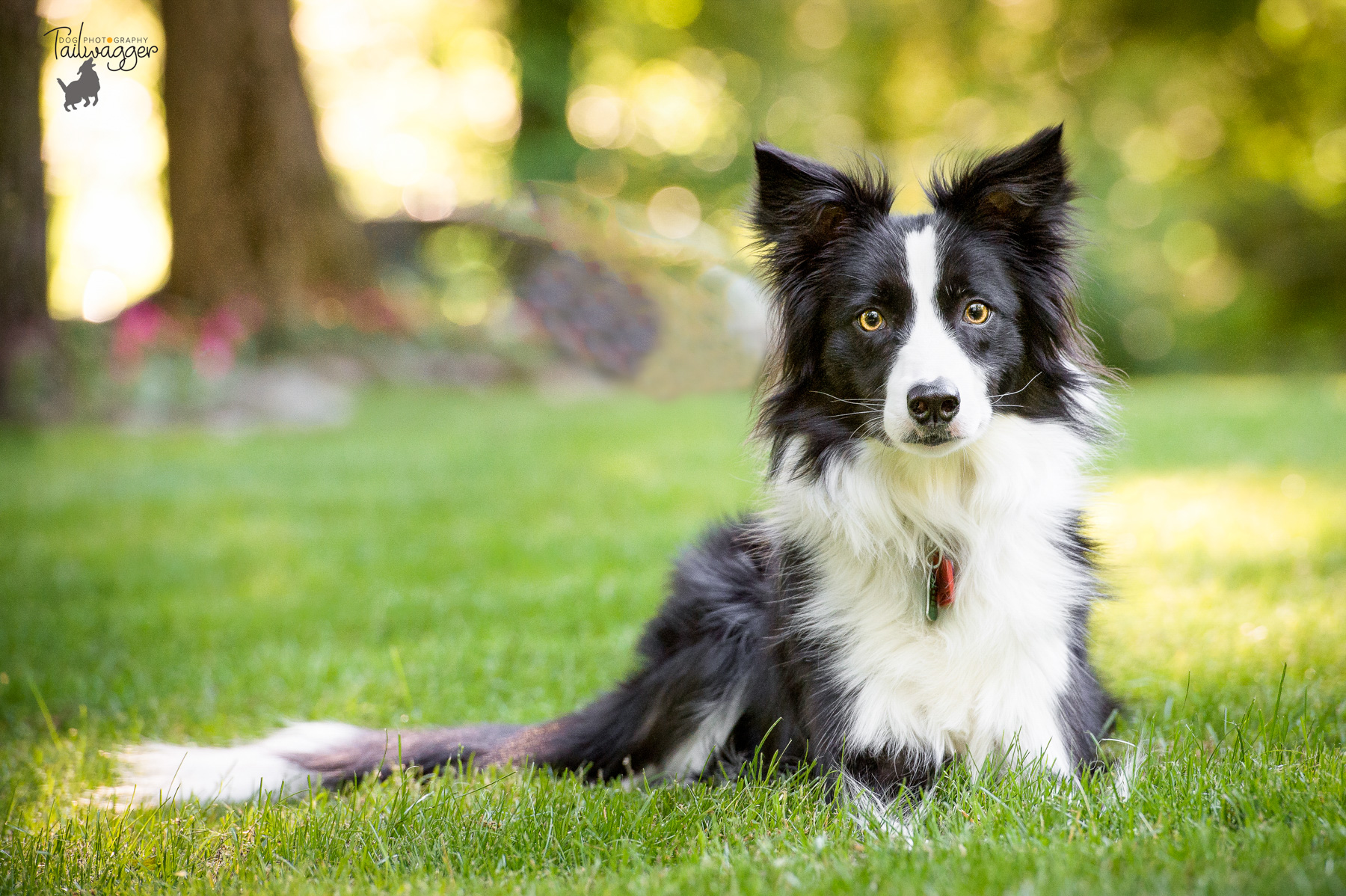 Black and white border collie lying on the grass.