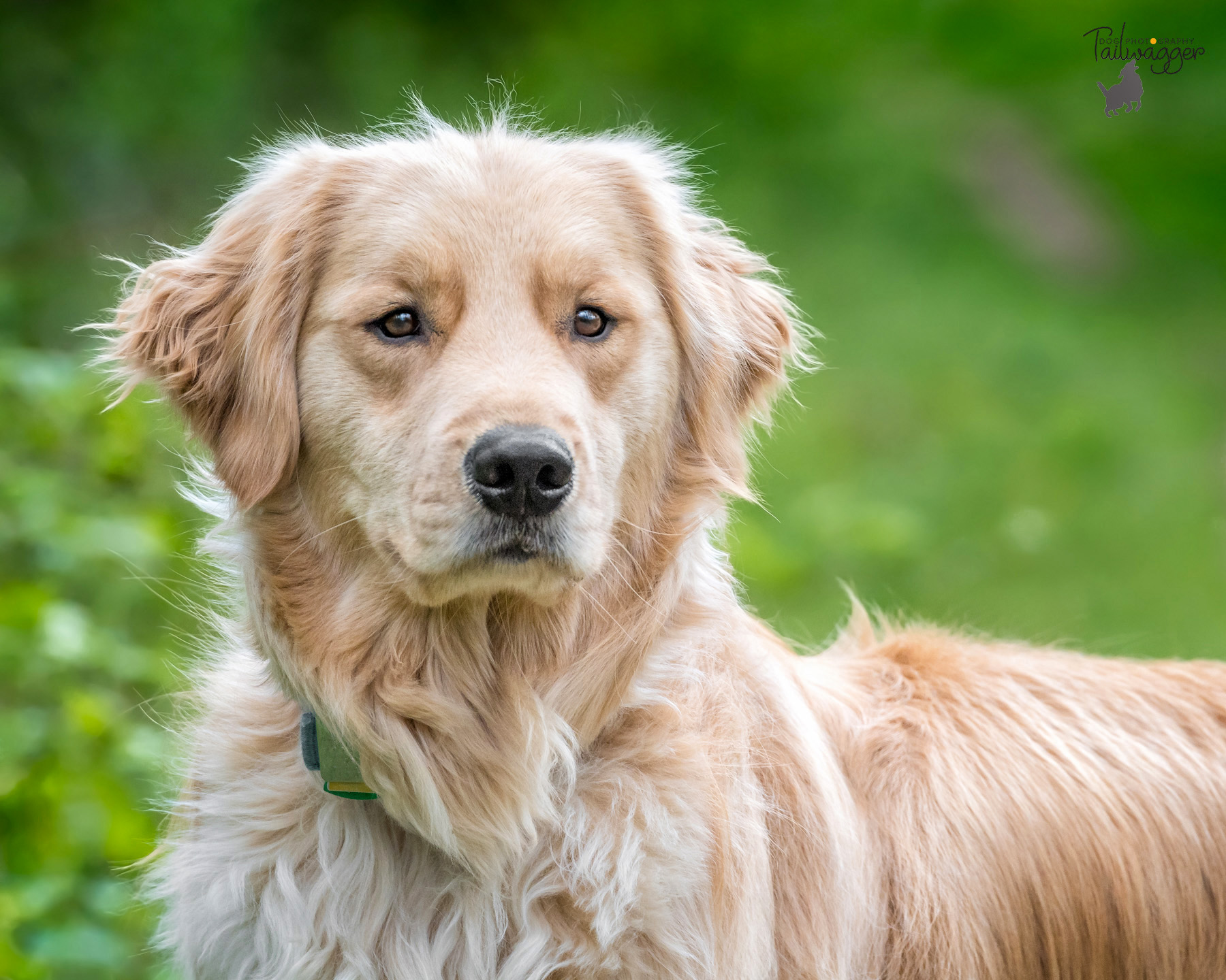 Headshot of a Golden Retriever by Tailwagger Dog Photography