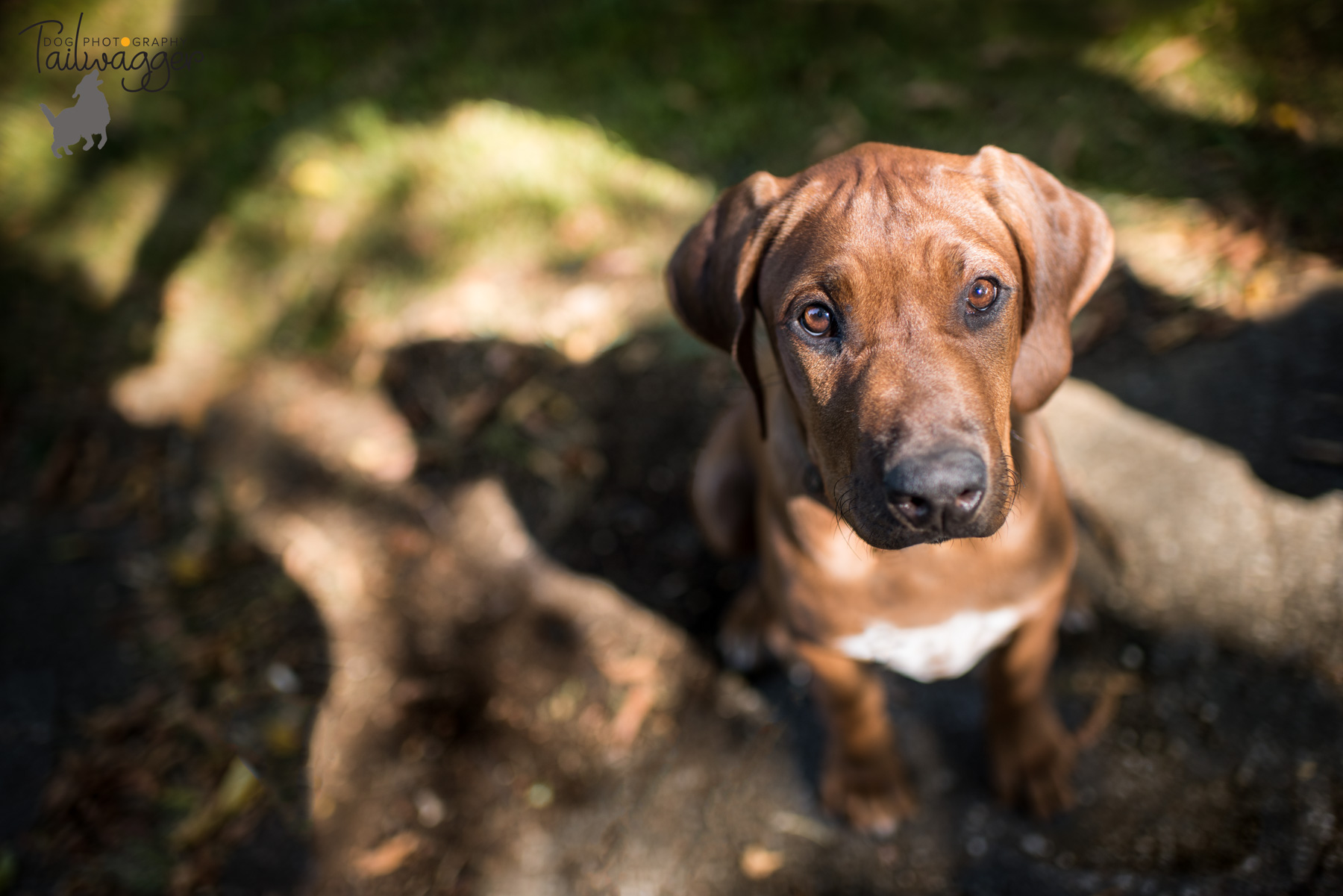 Rhodesian Ridgeback sits patiently in the leaves waiting to have her photo taken. 