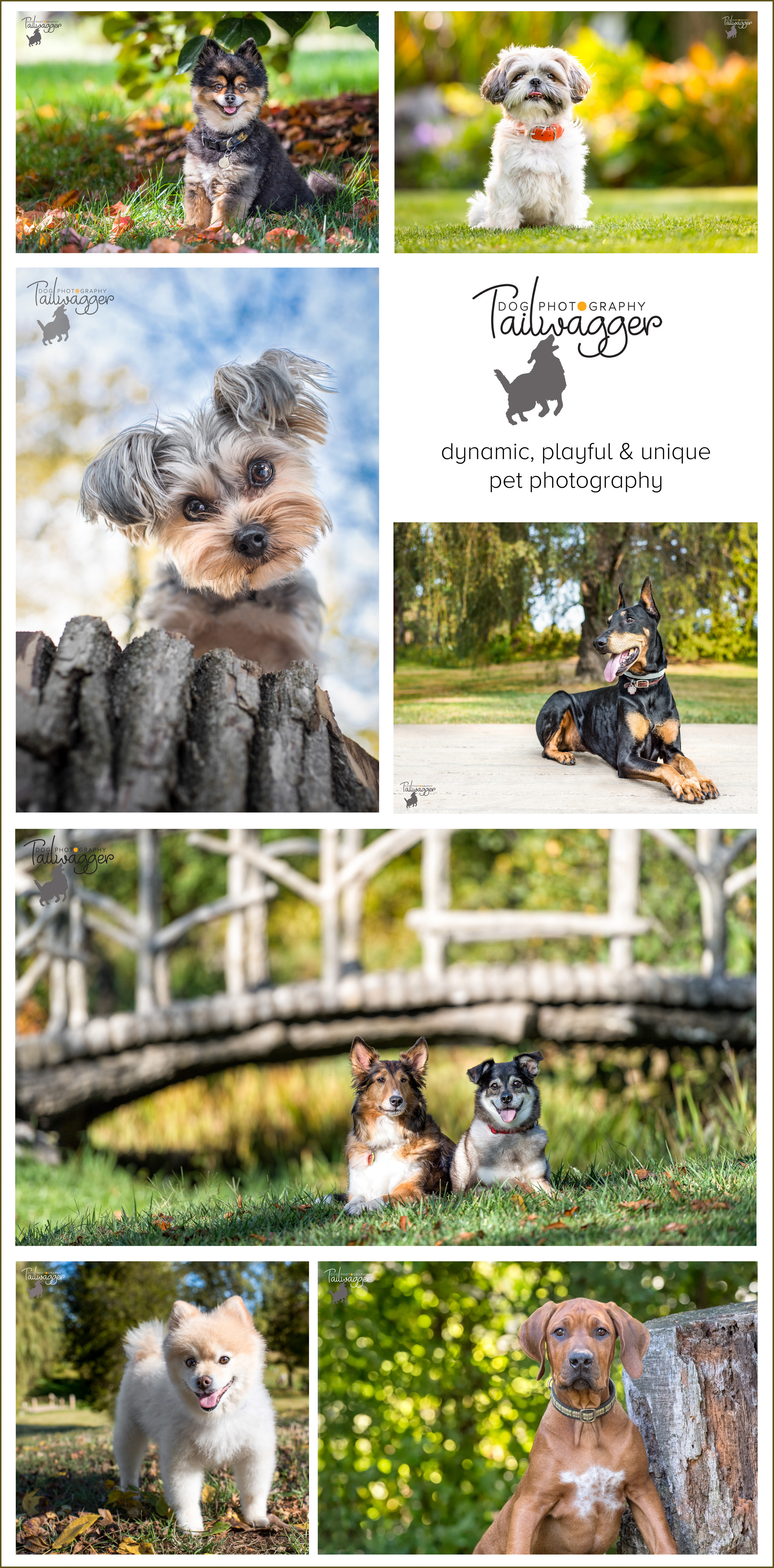 Compilation of Tailwagger Dog Photography dog portraits. 