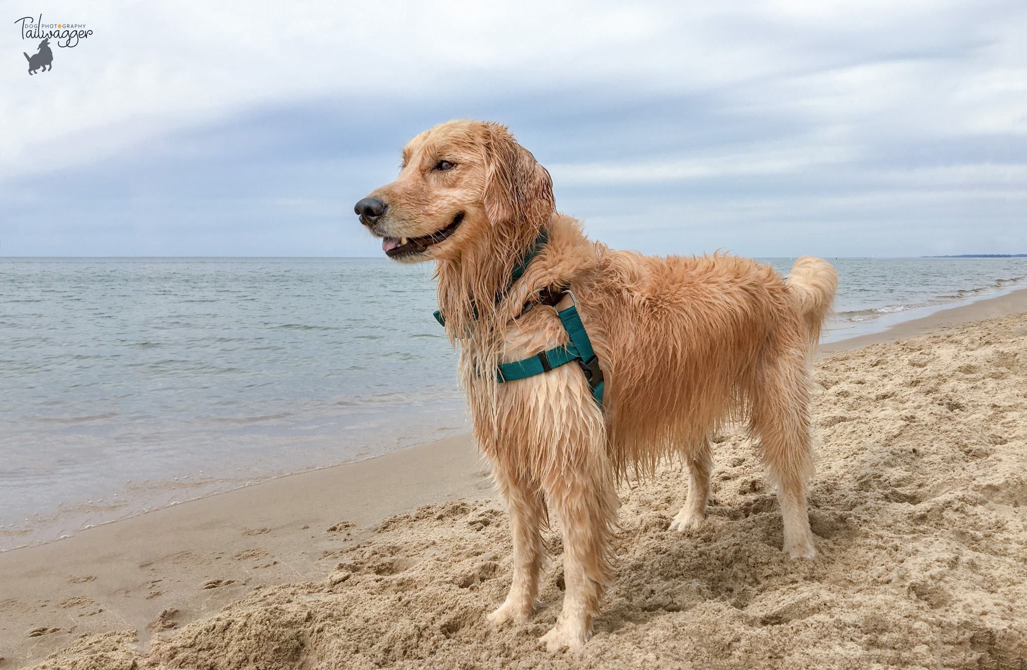 A Golden Retriever standing on the beach at lake Michigan