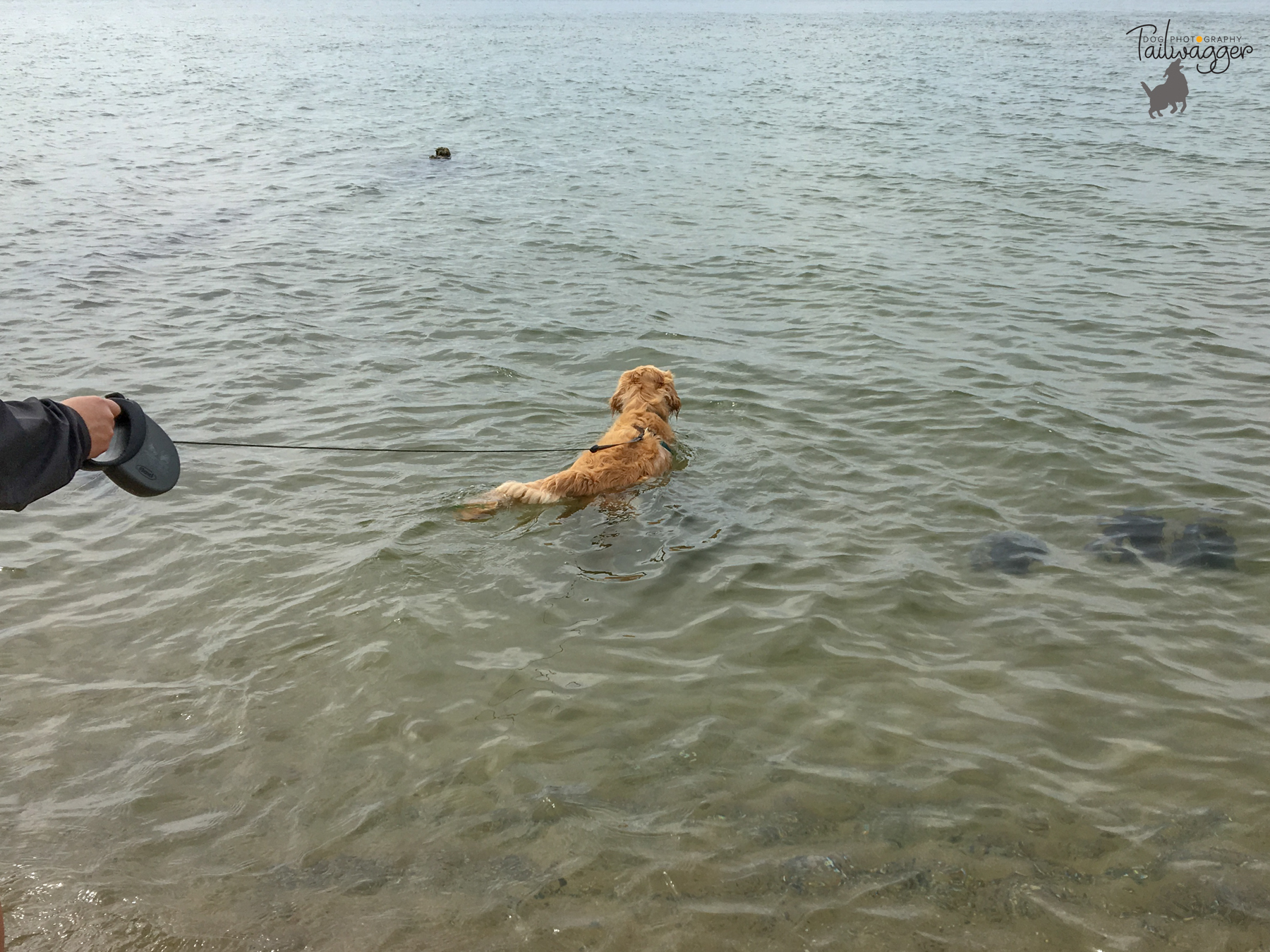 Golden Retriever in the water.