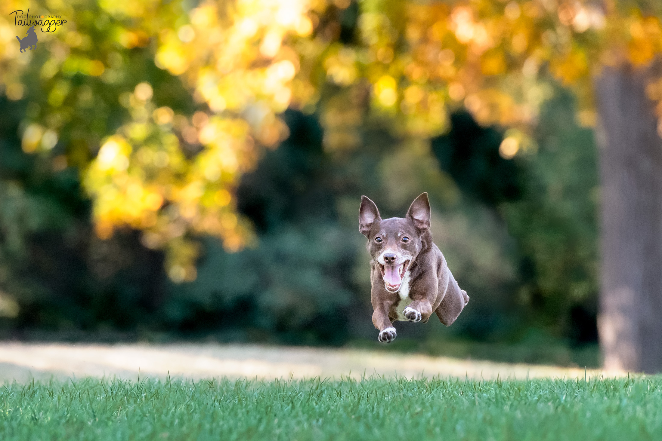 A chihauhau mix running at the park photographed mid-air.
