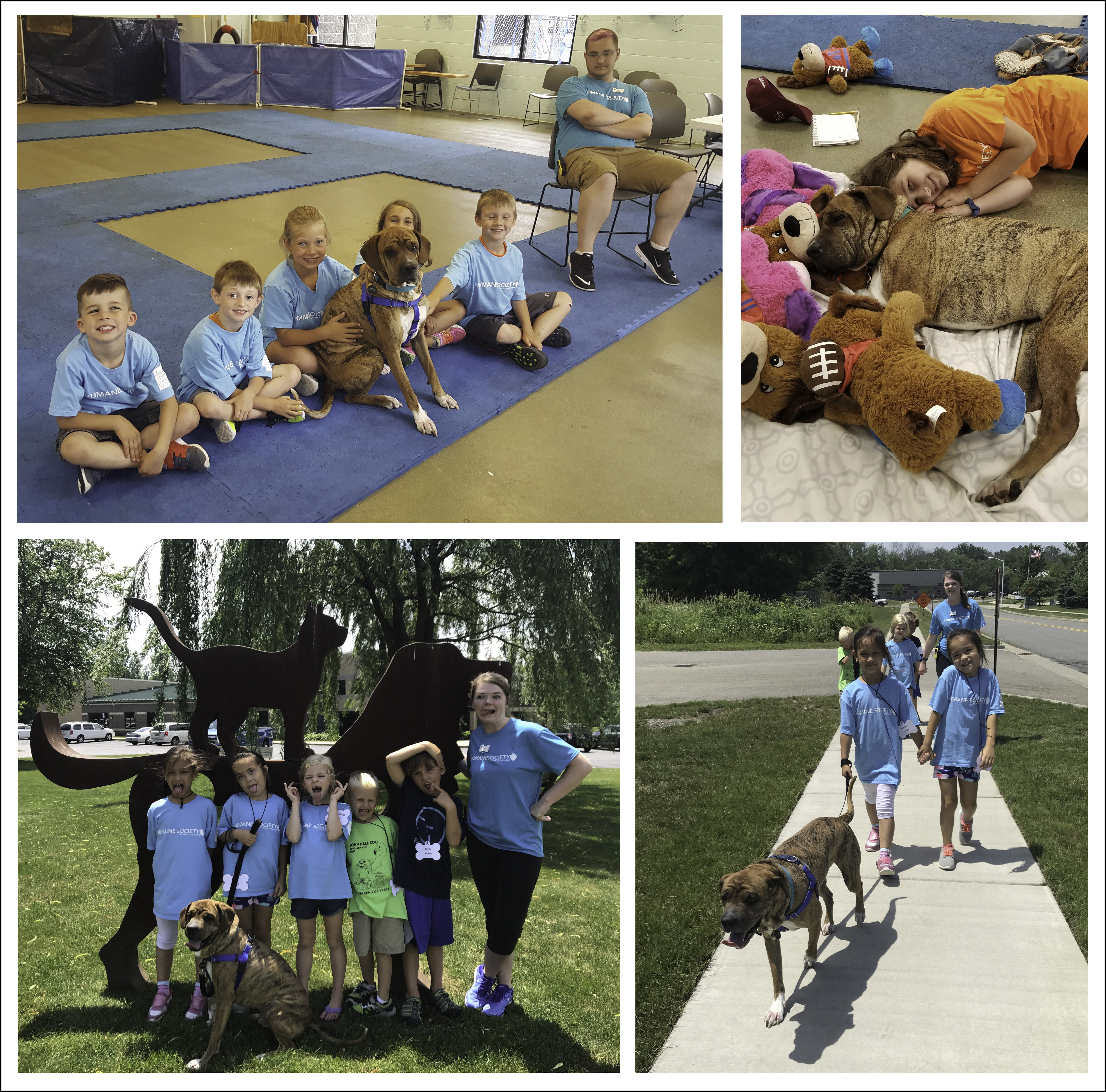 A mixed dog working with kids.