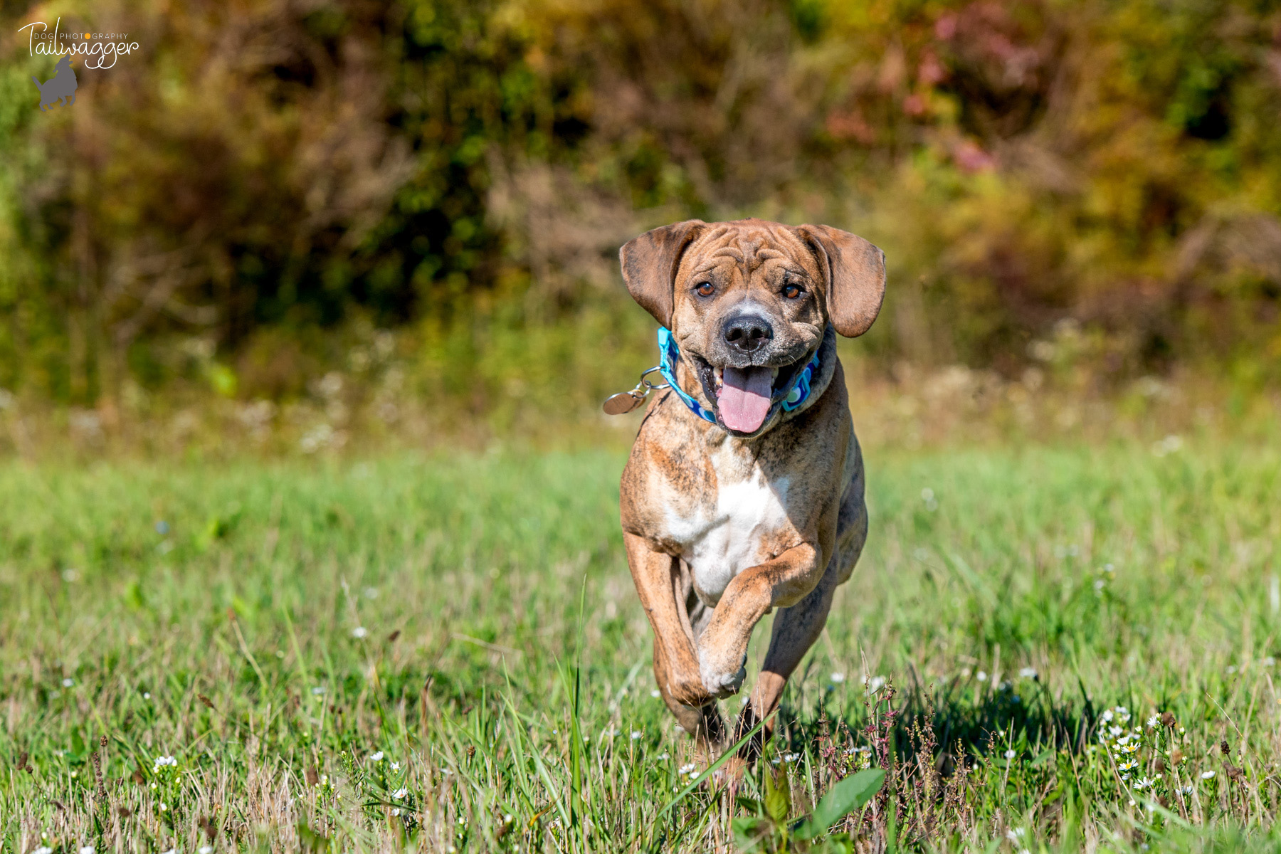 A Shar Pei, Boxer, Lab and Beagle mix runs through a field.
