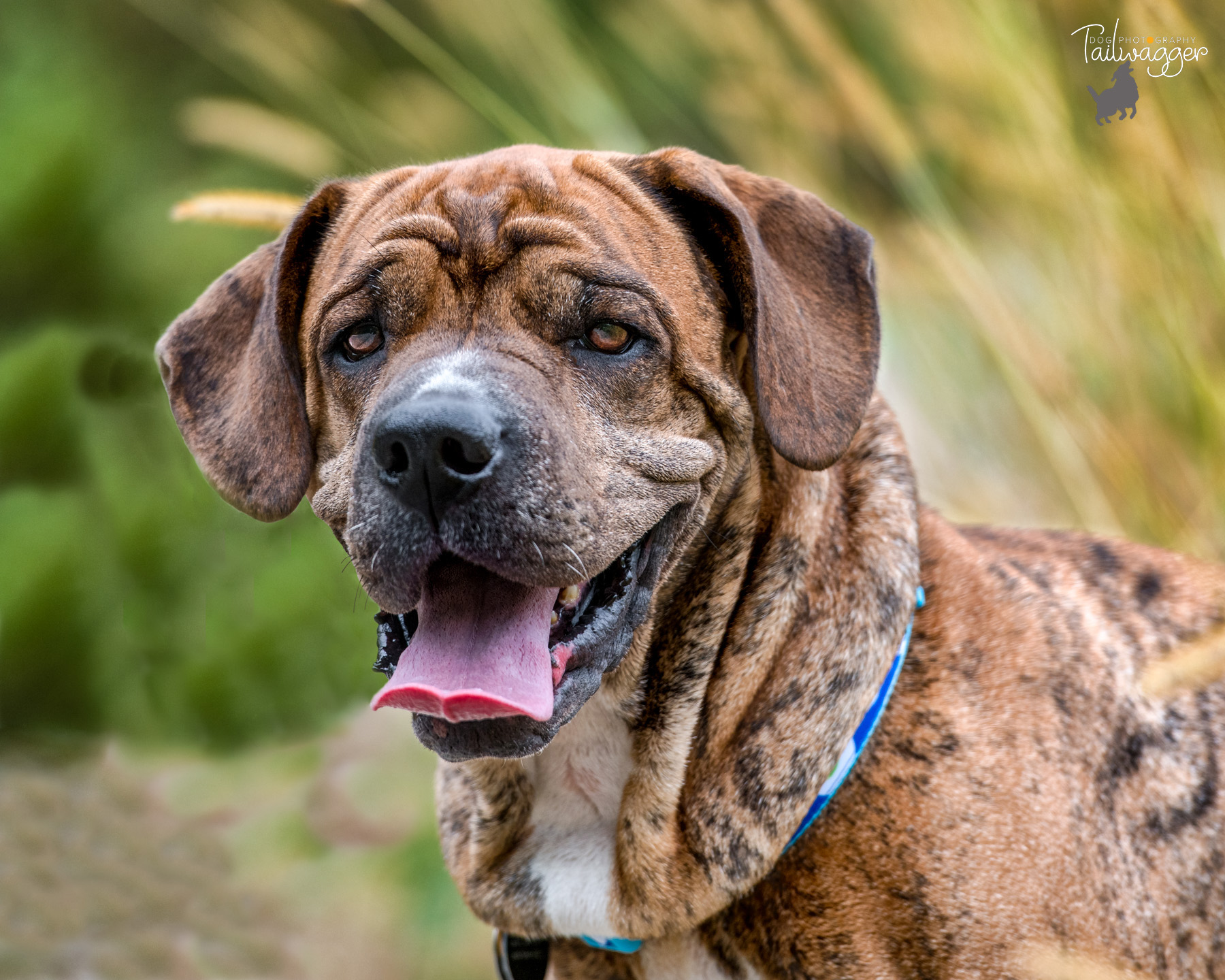 A headshot of a brindle Shar Pei, Boxer, Lab and Beagle mix.