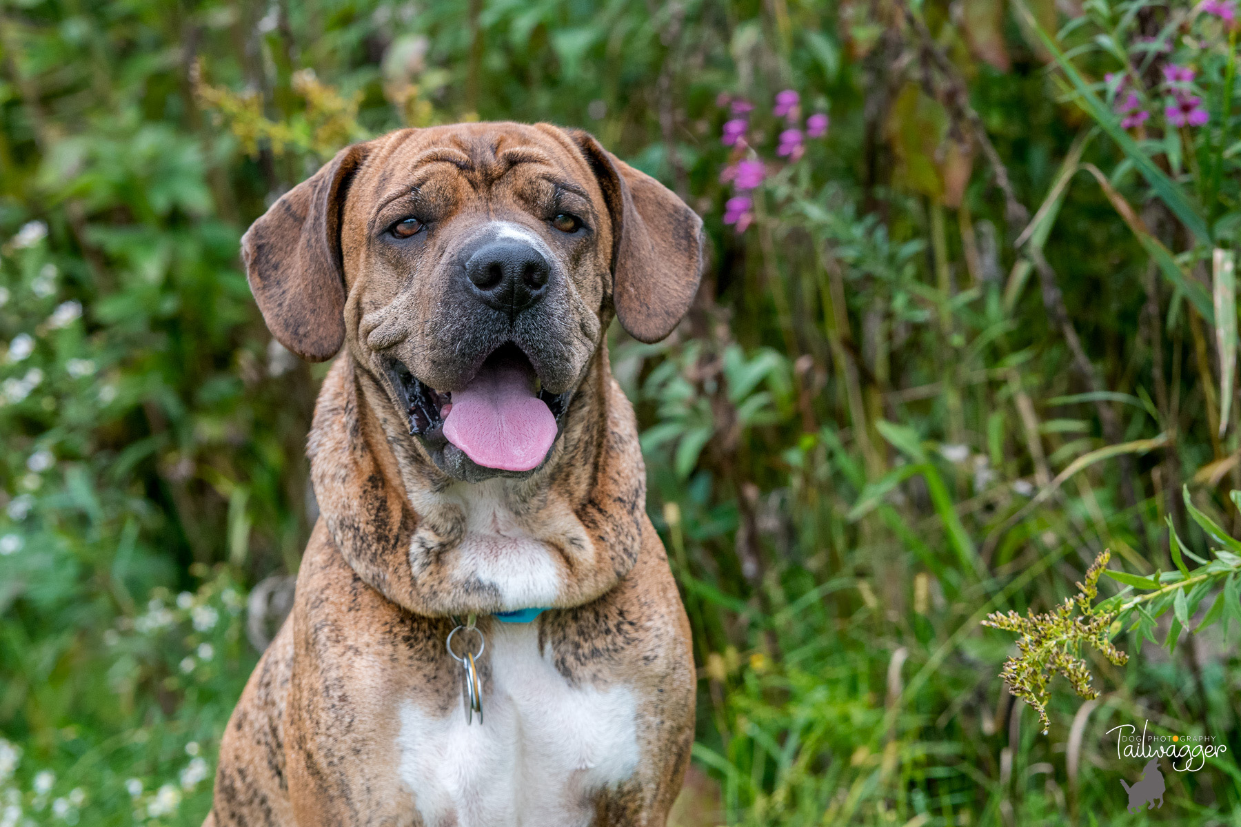 A Shar Pei, Boxer, Lab and Beagle mix headshot in front of some greenery.