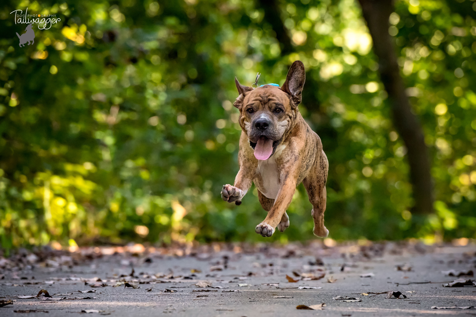 A Shar Pei, Boxer, Lab and Beagle mix catches some air running down a path.