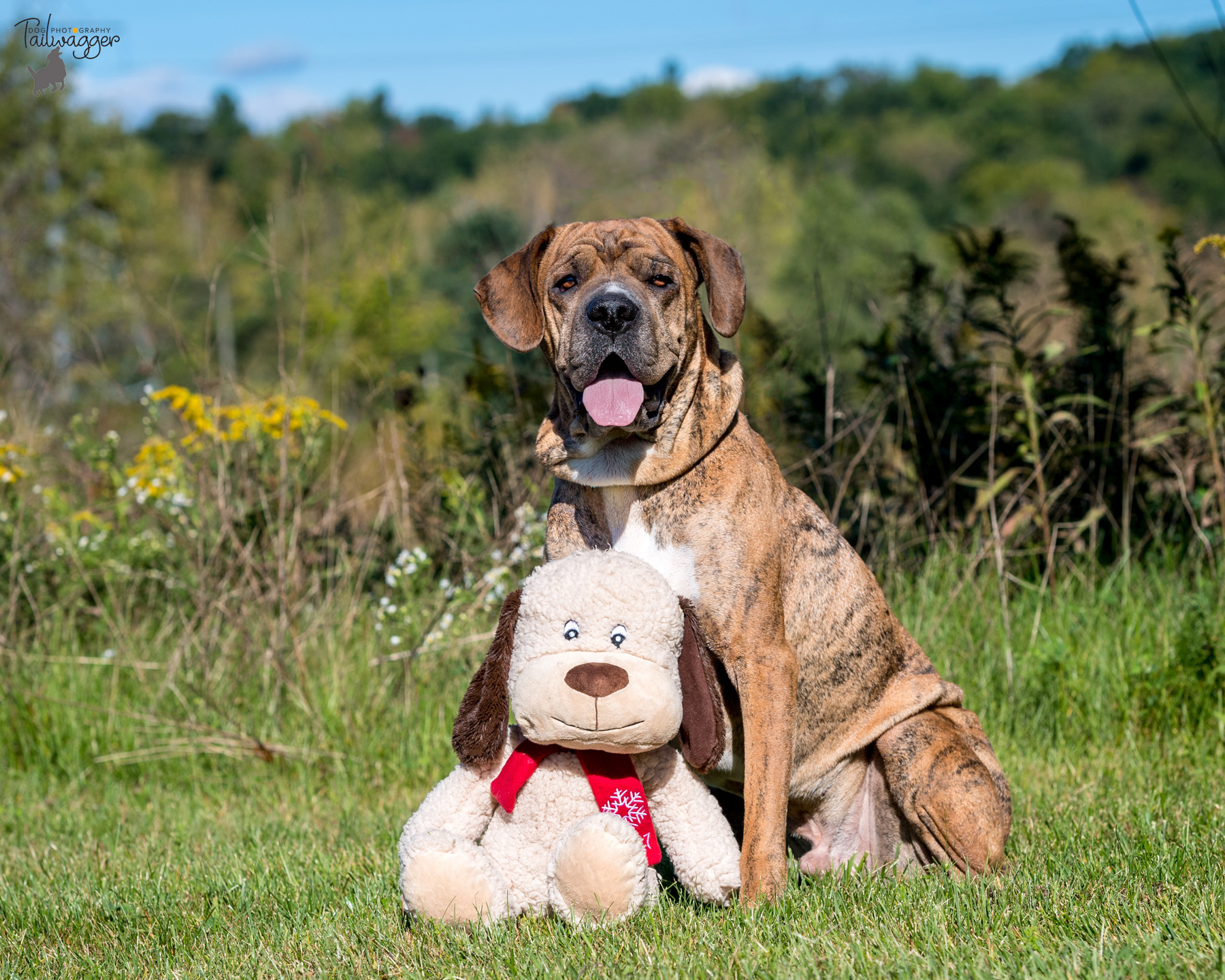 A Shar Pei, Boxer, Lab and Beagle mix sits in the grass with his stuff toy.