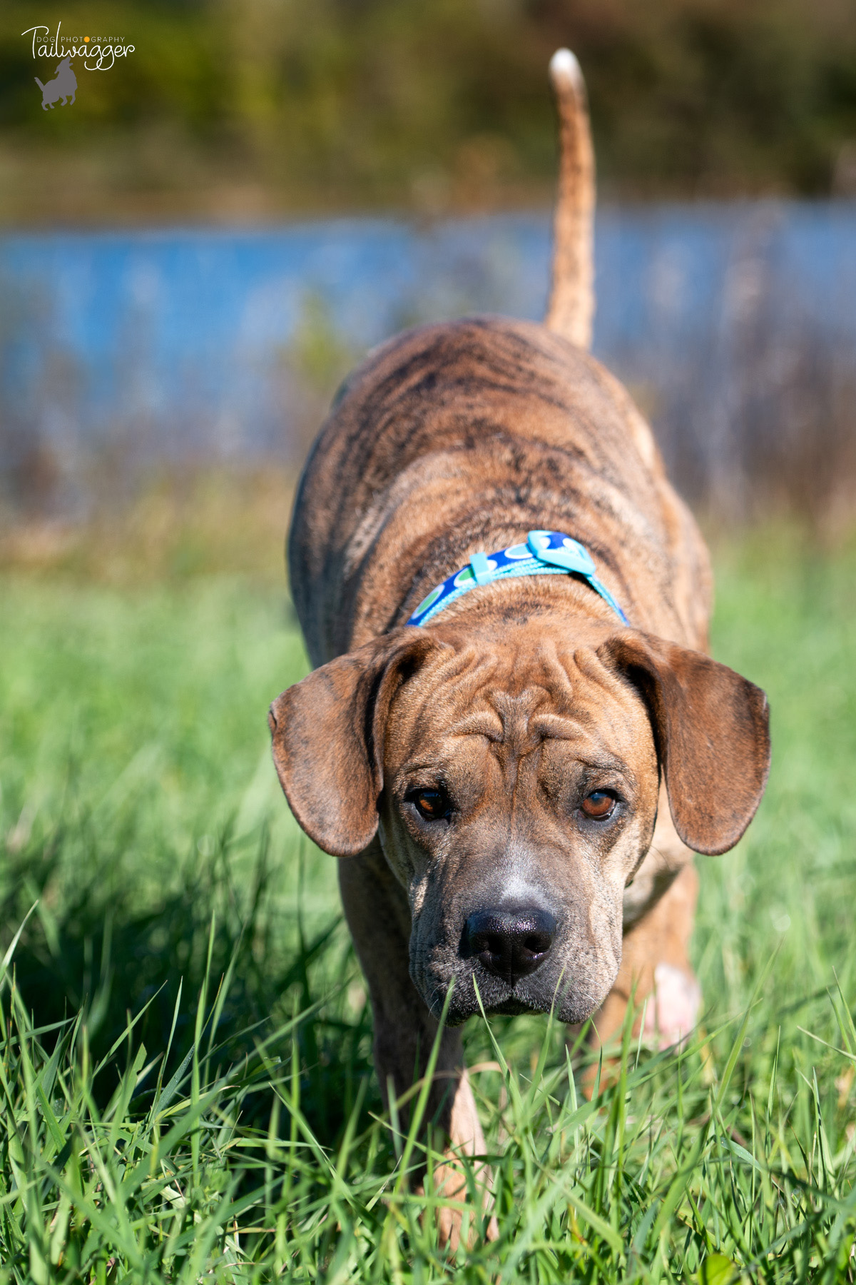 A Shar Pei, Boxer, Lab and Beagle mix looks like he is stalking the photographer.