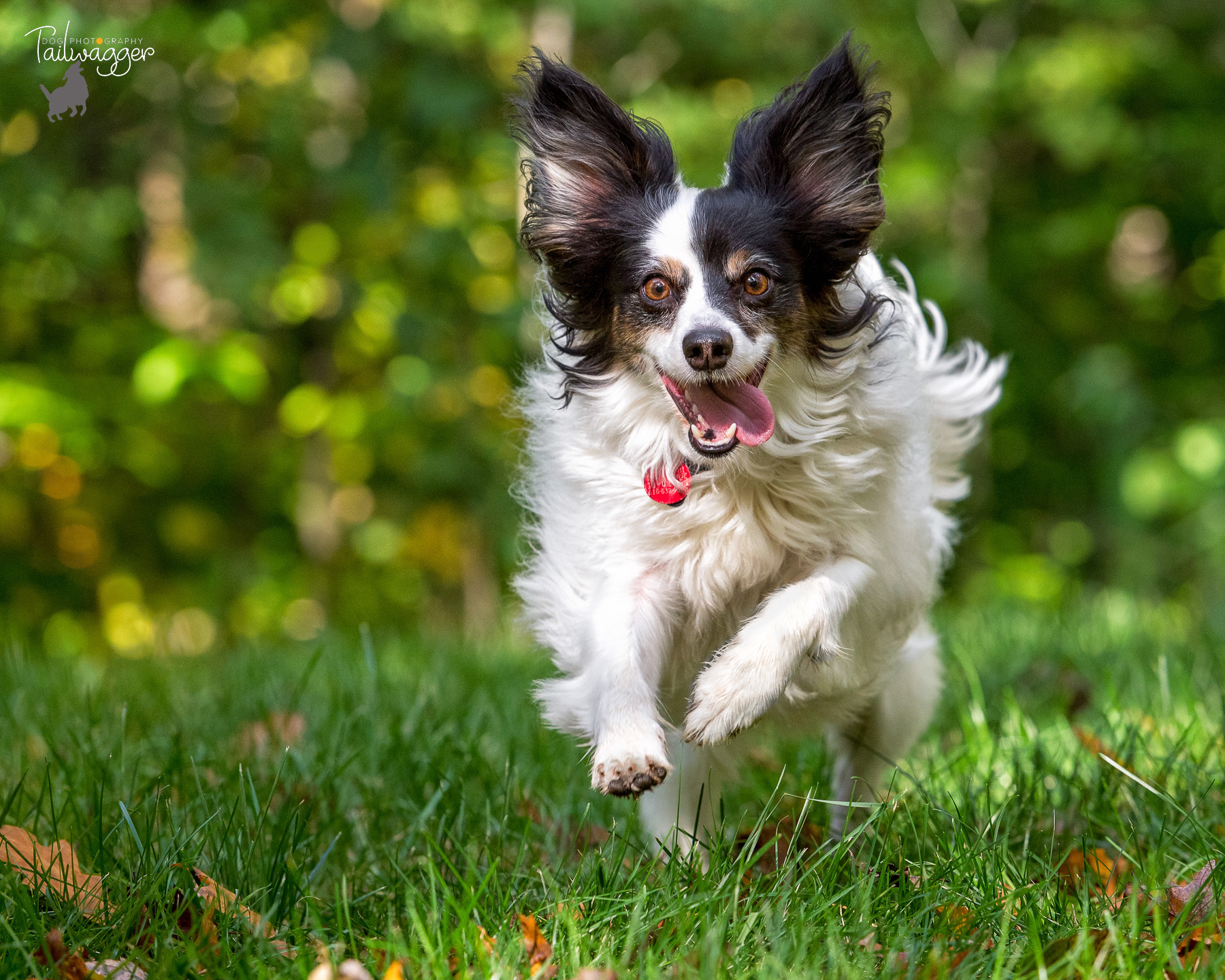 A Papillion mix gleefully runs through the green grass in his yard.