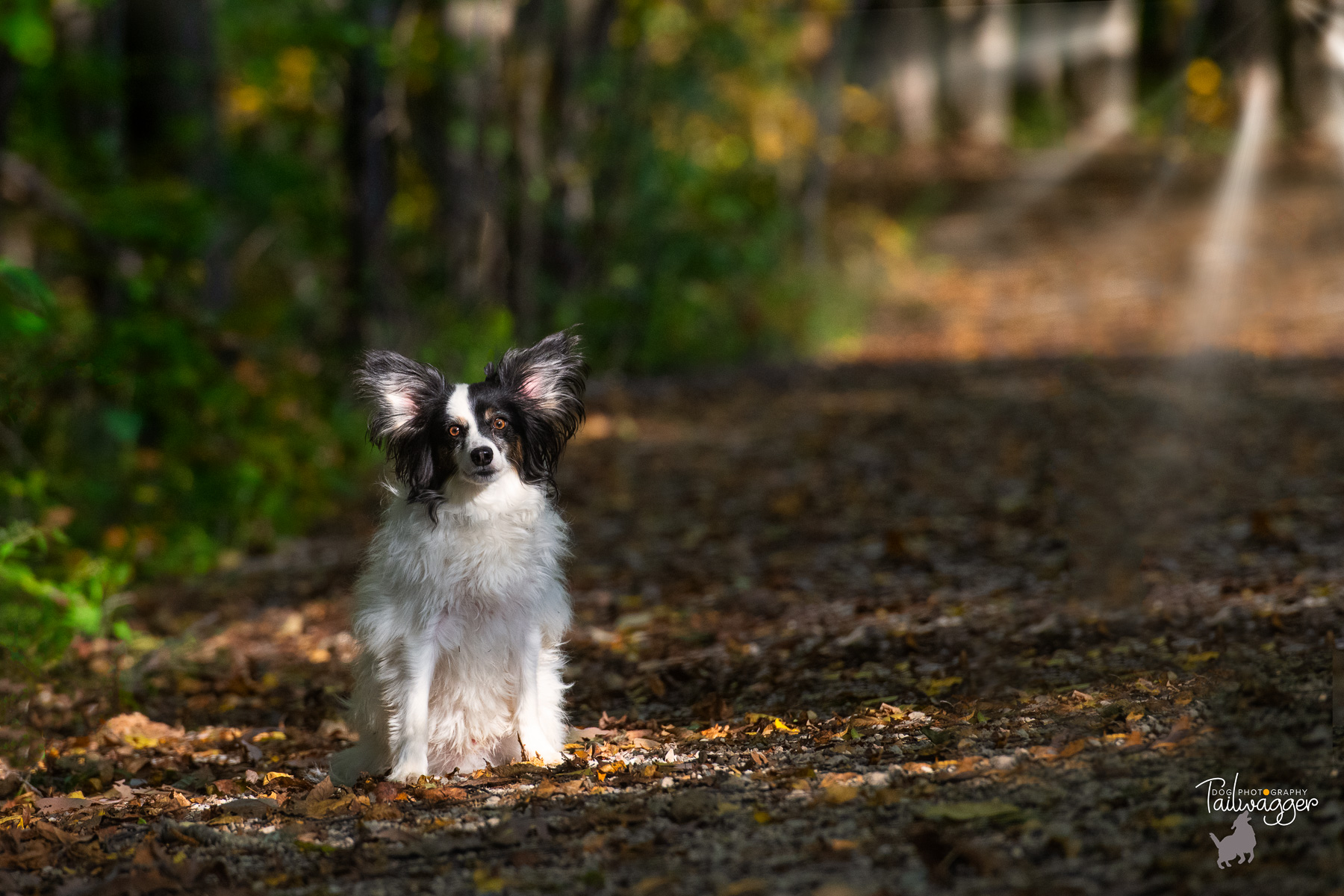 A papillion sits on a trail in the woods in West Michigan.