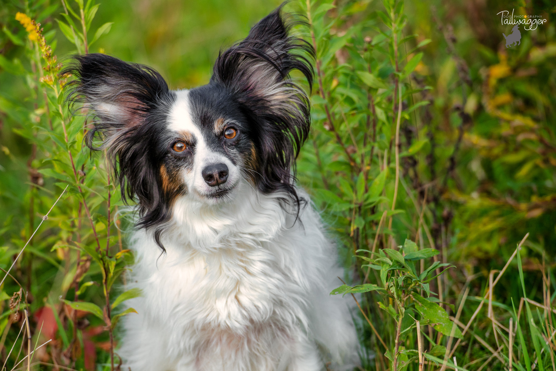 A Papillion sits in between a bunch of wild flowers.
