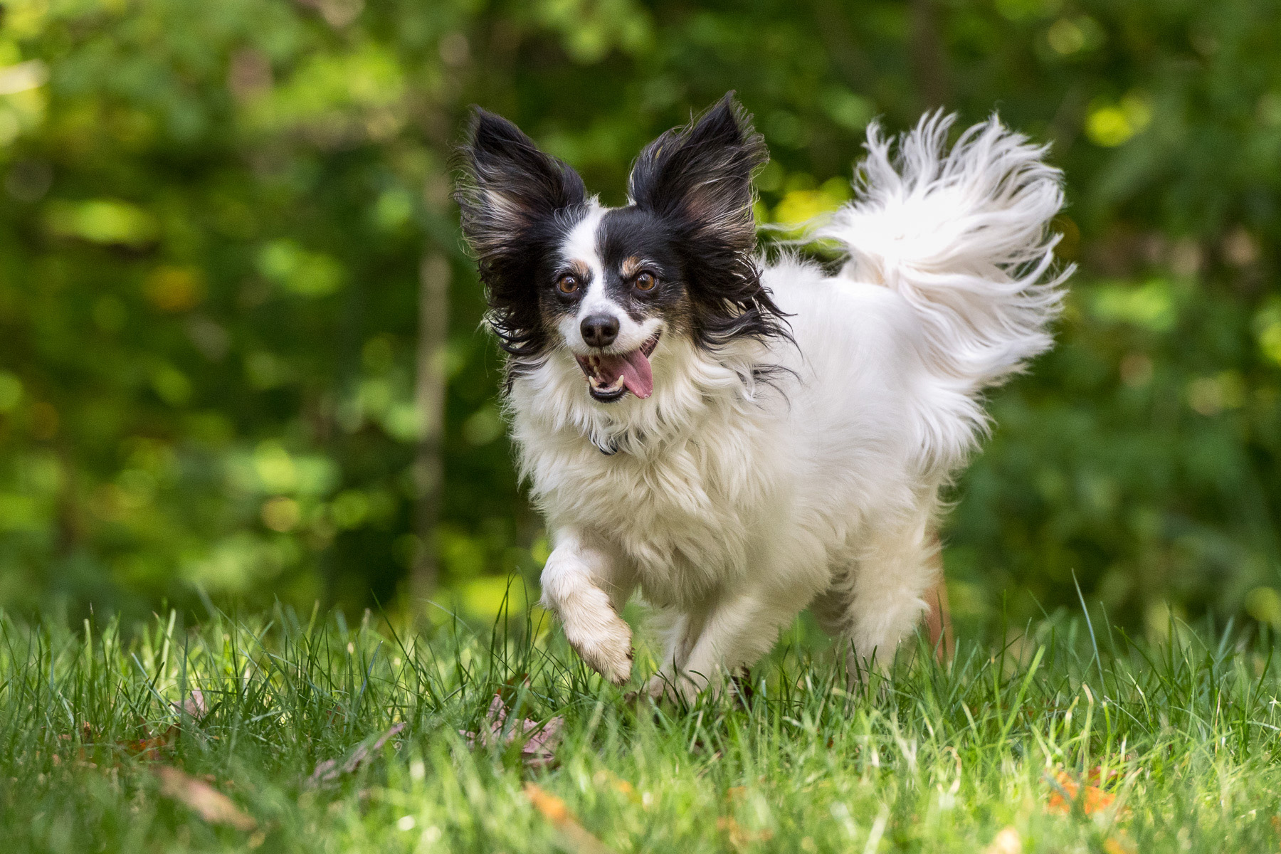 A Papillion mix runs through his yard with his tail up and tongue hanging out.