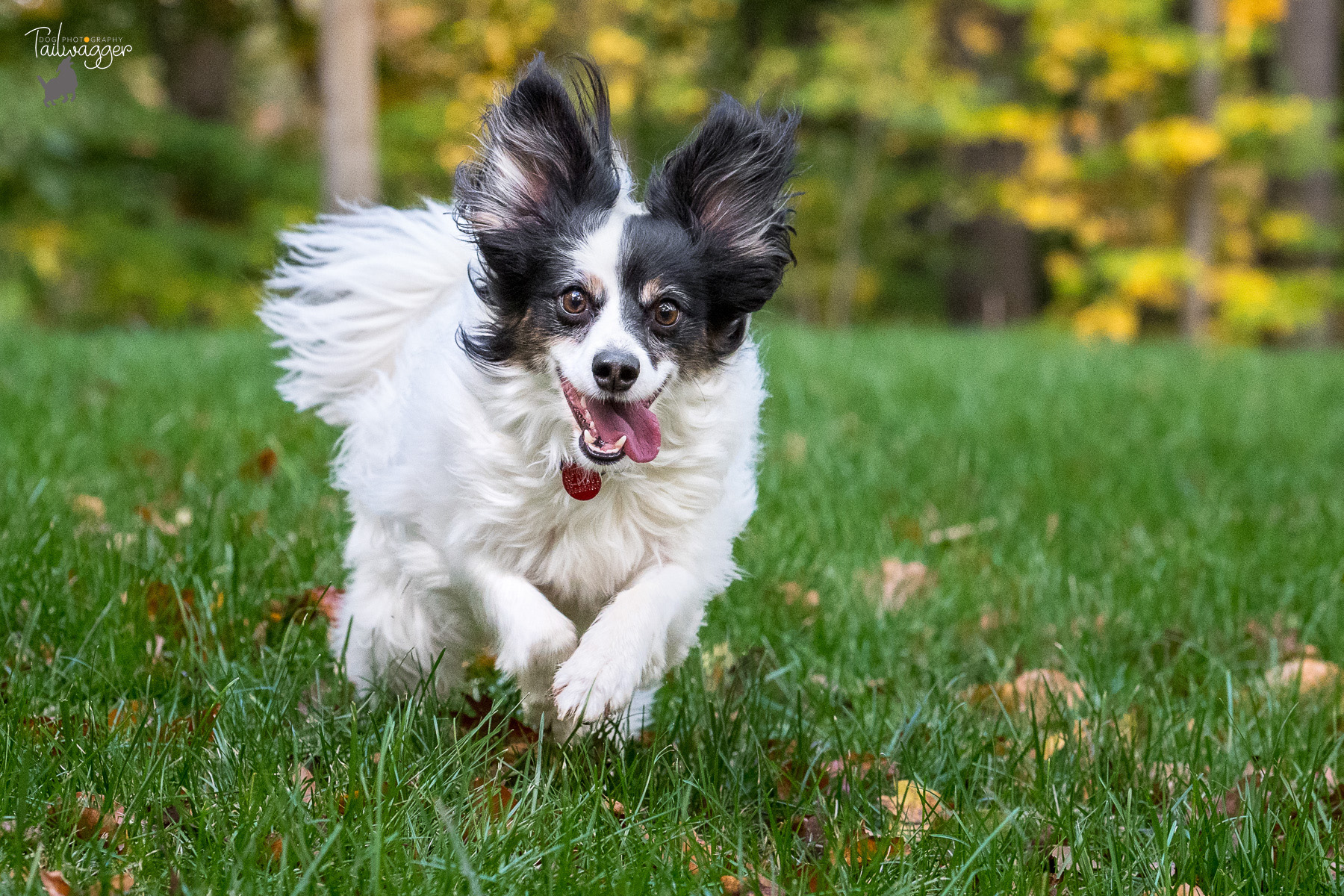 A Papillion mix runs through the grass with his tongue handing out.