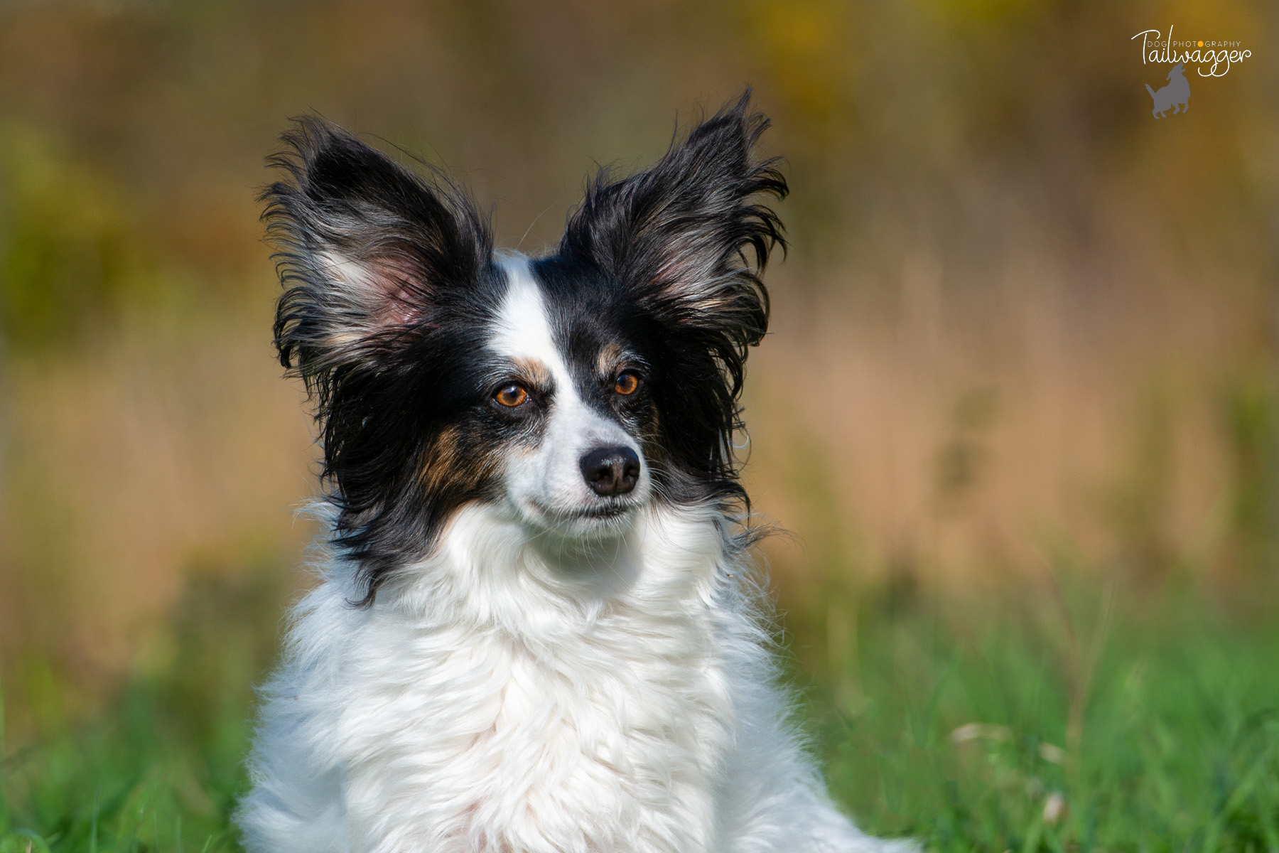A white and black Papillion mix sits in a field in West Michigan.