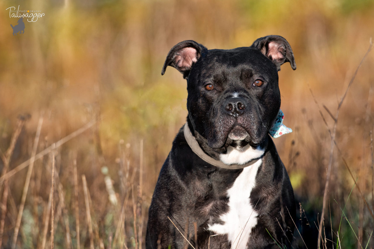 A black American Staffordshire terrier sitting in tall grass at Autumn time.