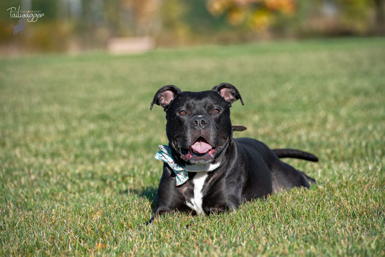 A black pitbull lying in the grass at the park.