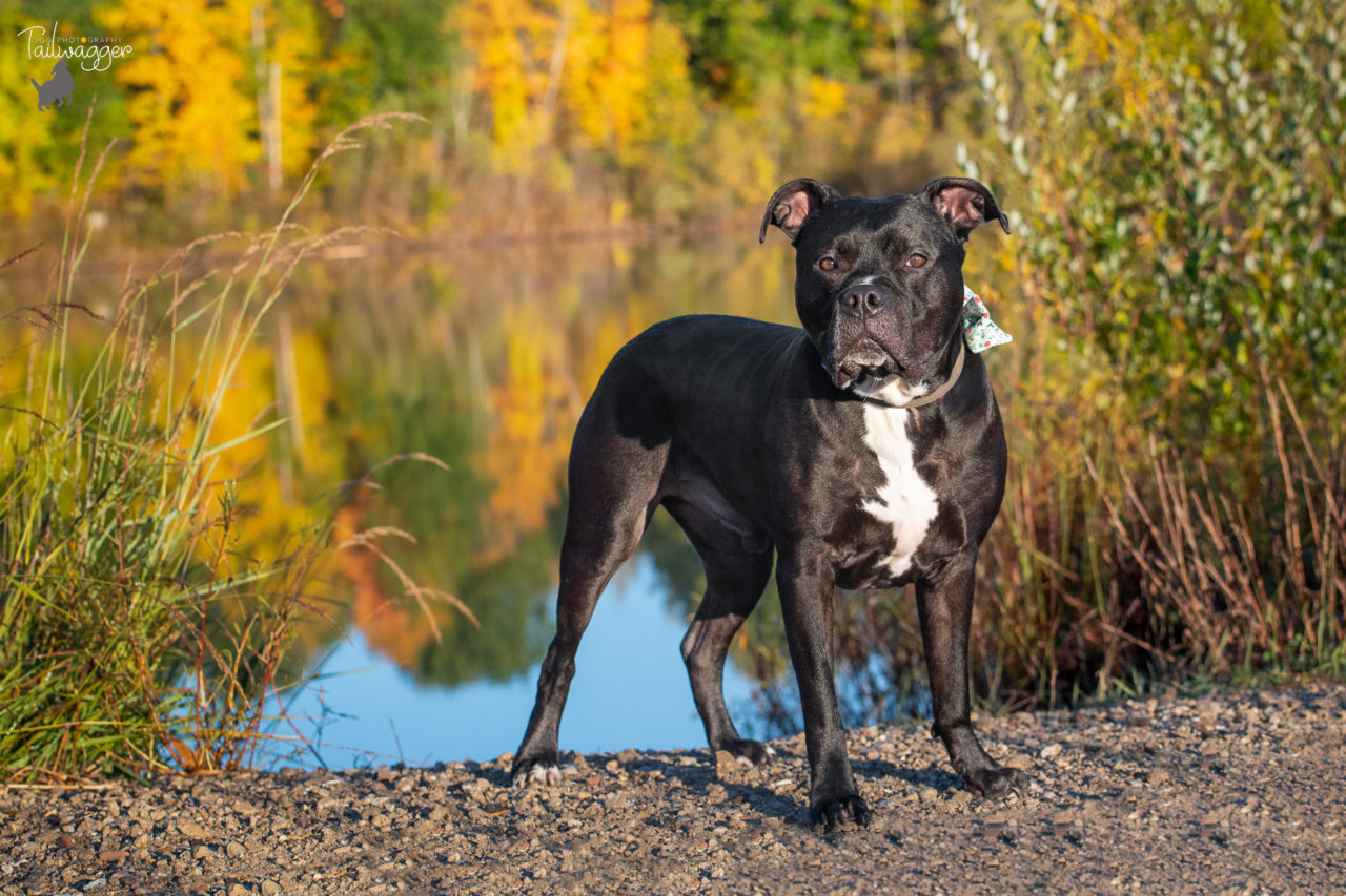 A black American Staffordshire terrier standing next to a lake.