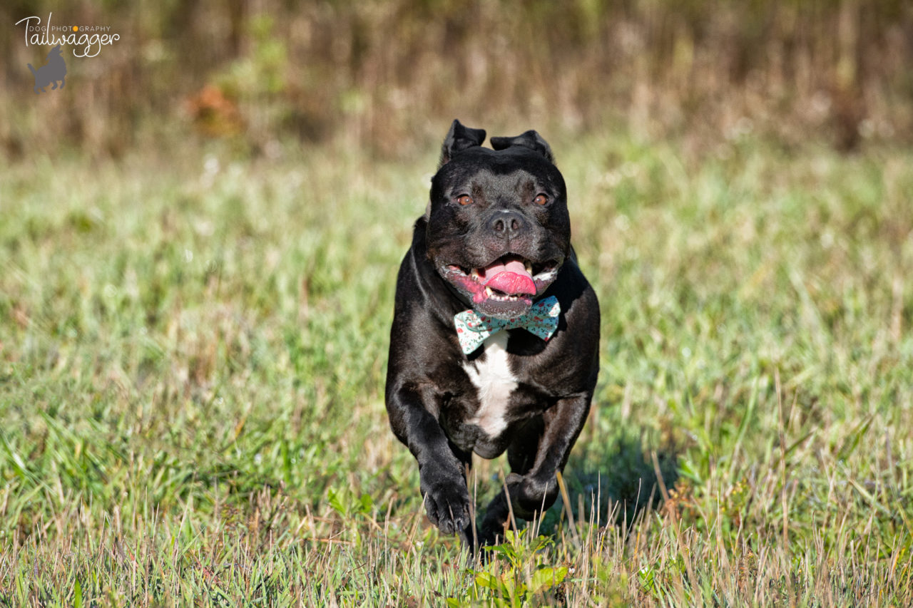 A black American Staffordshire terrier running through the grass.