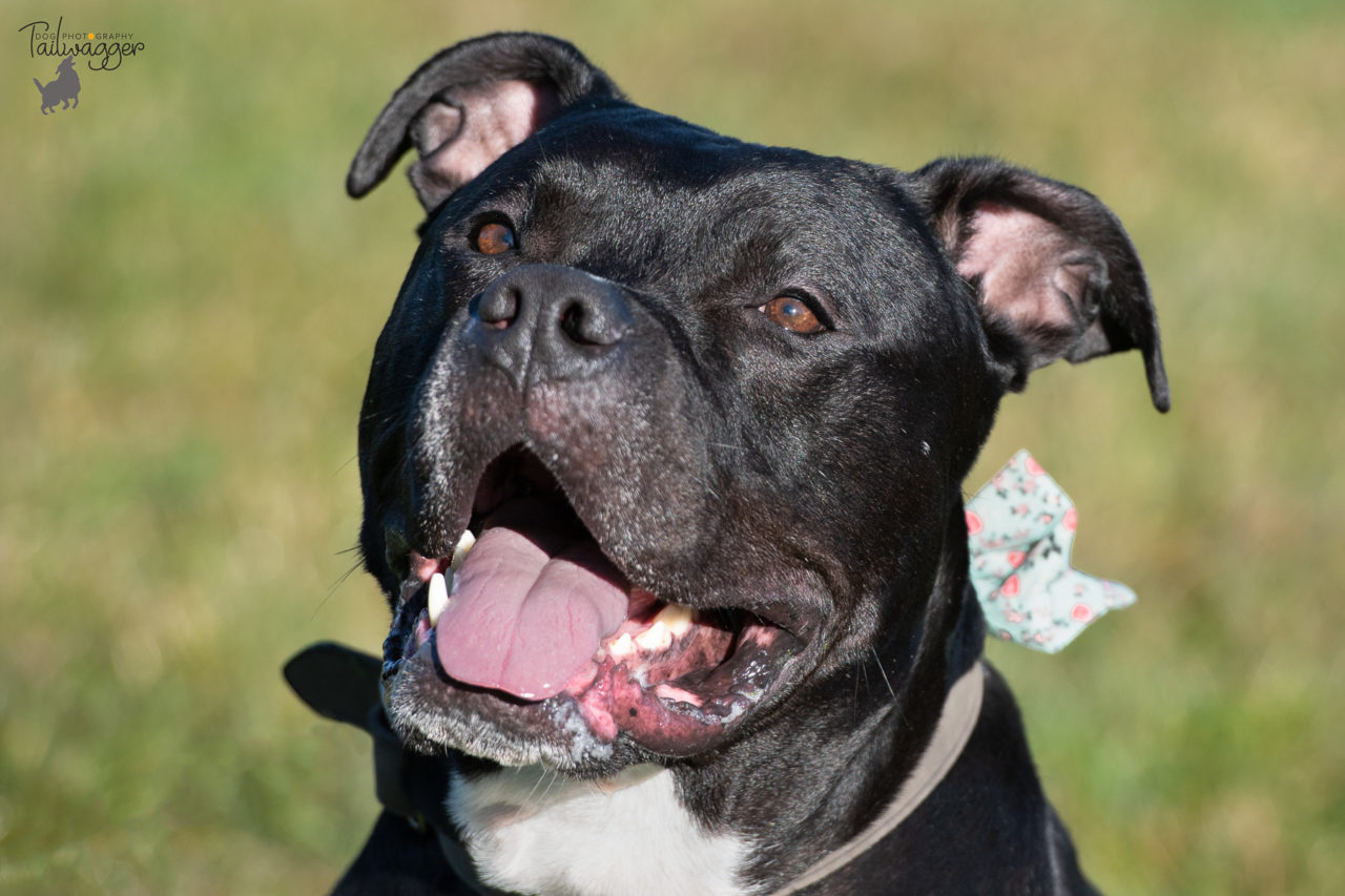 A headshot of a black pitbull with a bowtie.