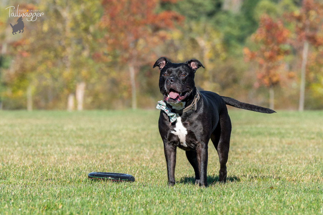 A black American Staffie stands in the park next to his toy.