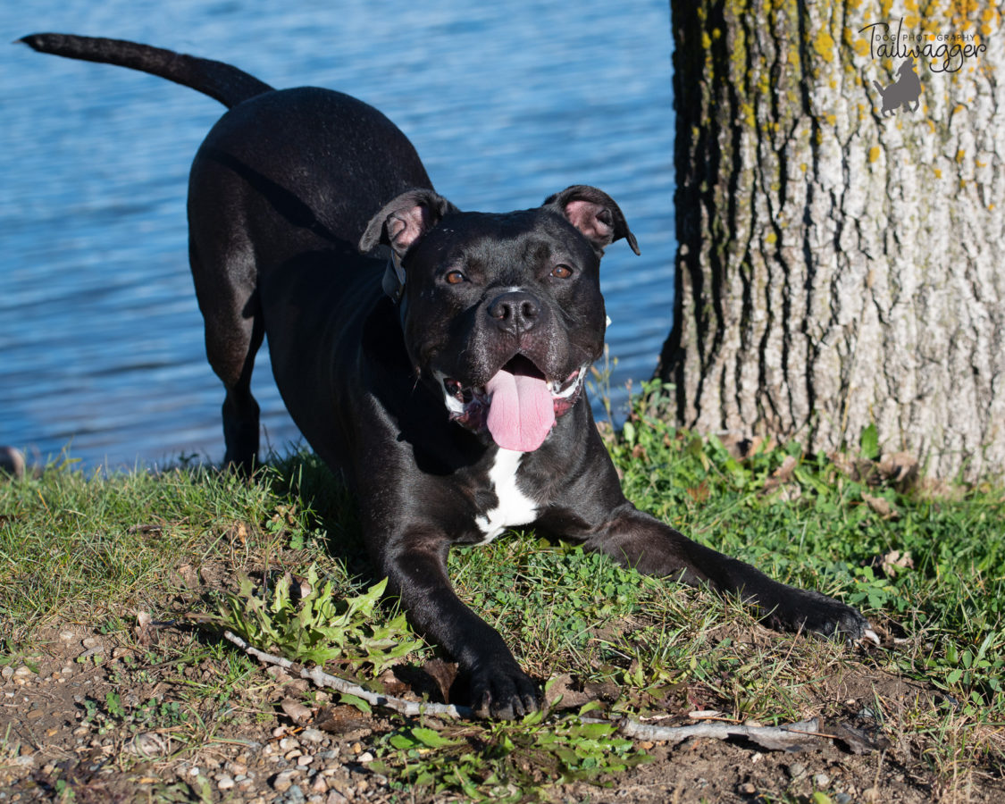 A black pitbull by the lake in a play position.