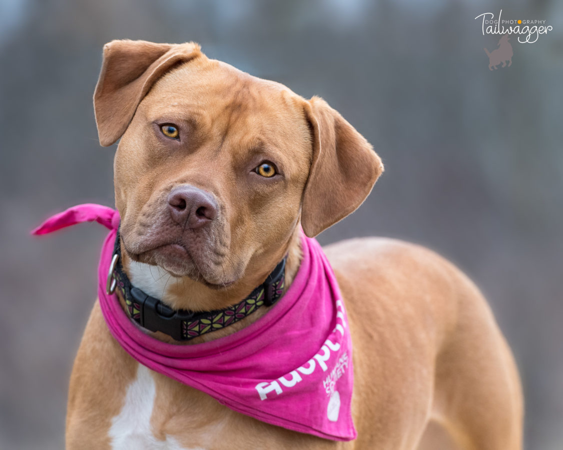 A 3/4 shot of a cinnamon colored American Staffordshire terrier looking into the camera lens.