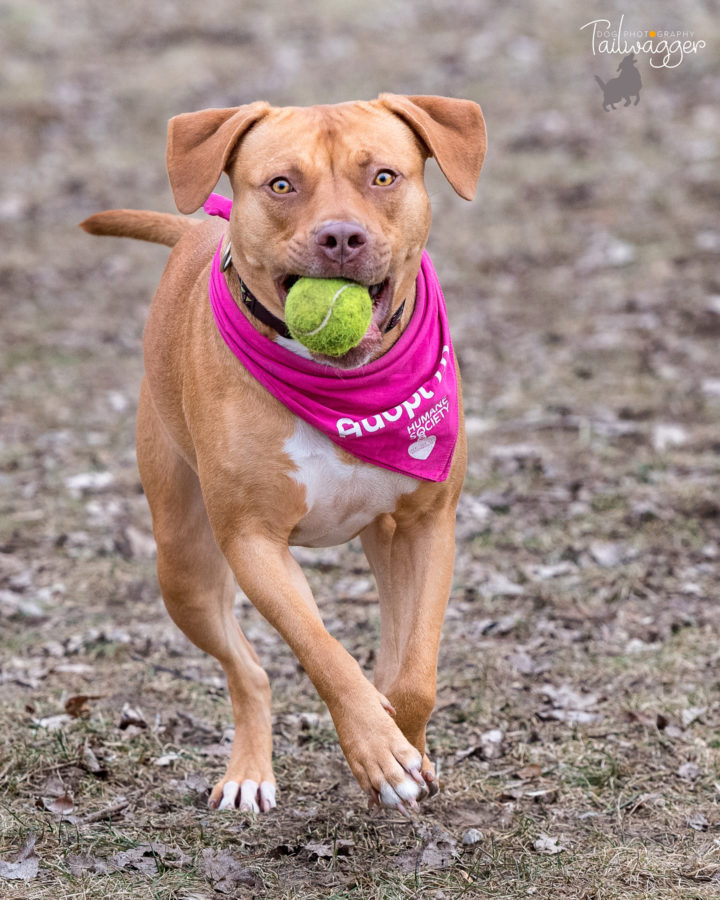 An American Staffordshire terrier running with a tennis ball in her mouth.