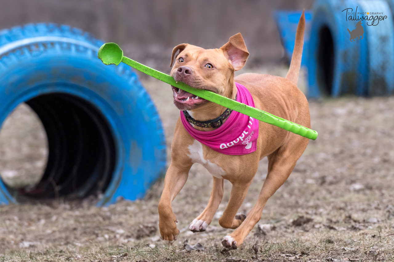 A pitbull running with a green ball launcher at the dog park.