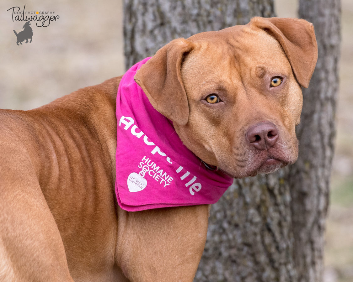 3/4 shot of a cinnamon colored American Staffordshire terrier looking back at the camera.