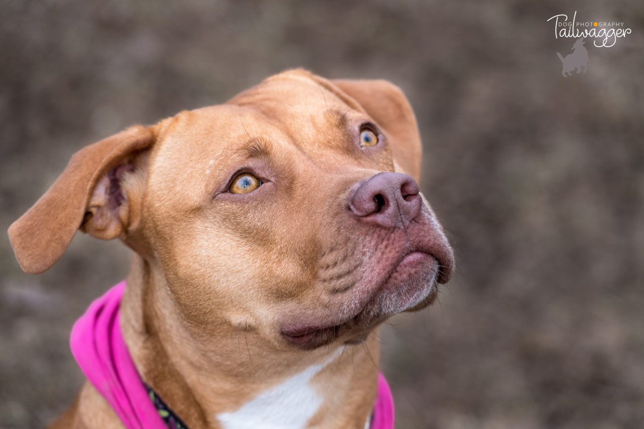 Headshot of an orange colored pitbull.