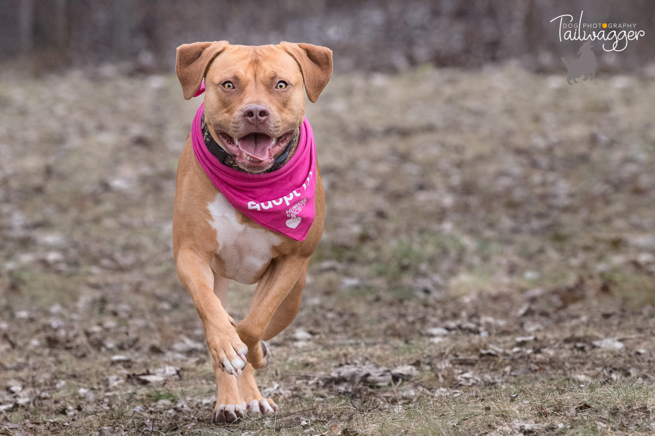 A cinnamon colored American Staffordshire terrier running in a dog park.